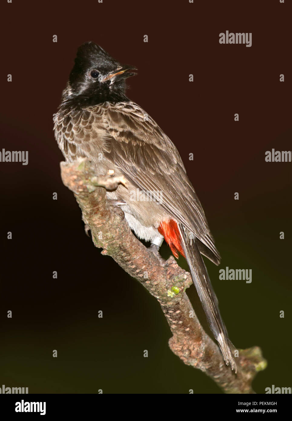 Bulbul Red-Vented (pycnonotus cafer) Foto Stock