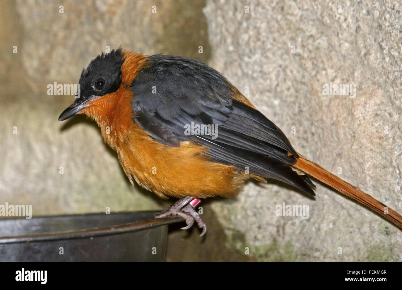 Snowy-Crowned Robin Chat (cossypha niveicapilla) sulla ciotola di cibo Foto Stock