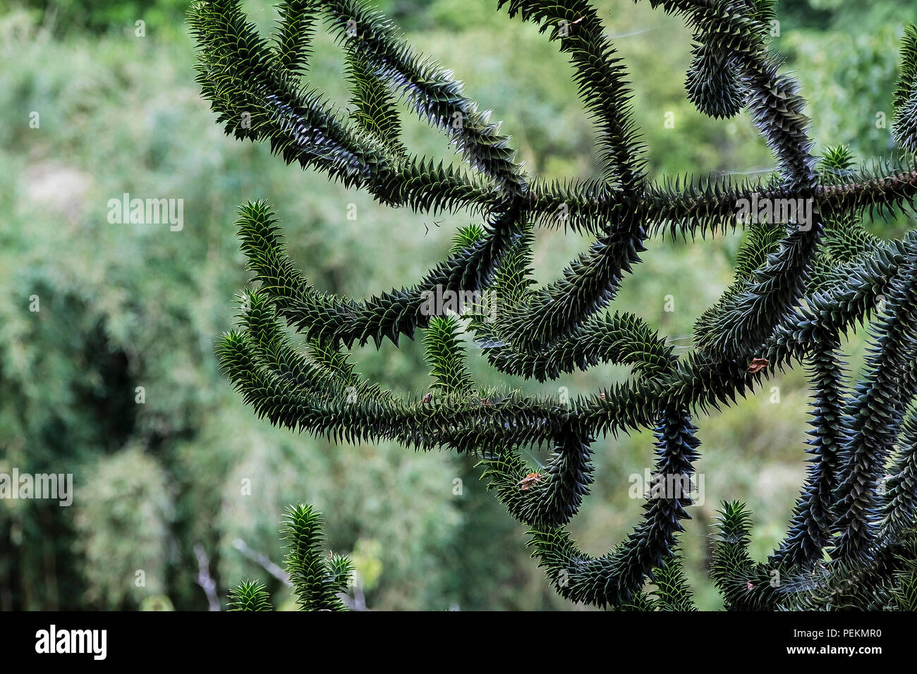I rami di una scimmia Puzzle Tree Araucaria araucana Foto Stock