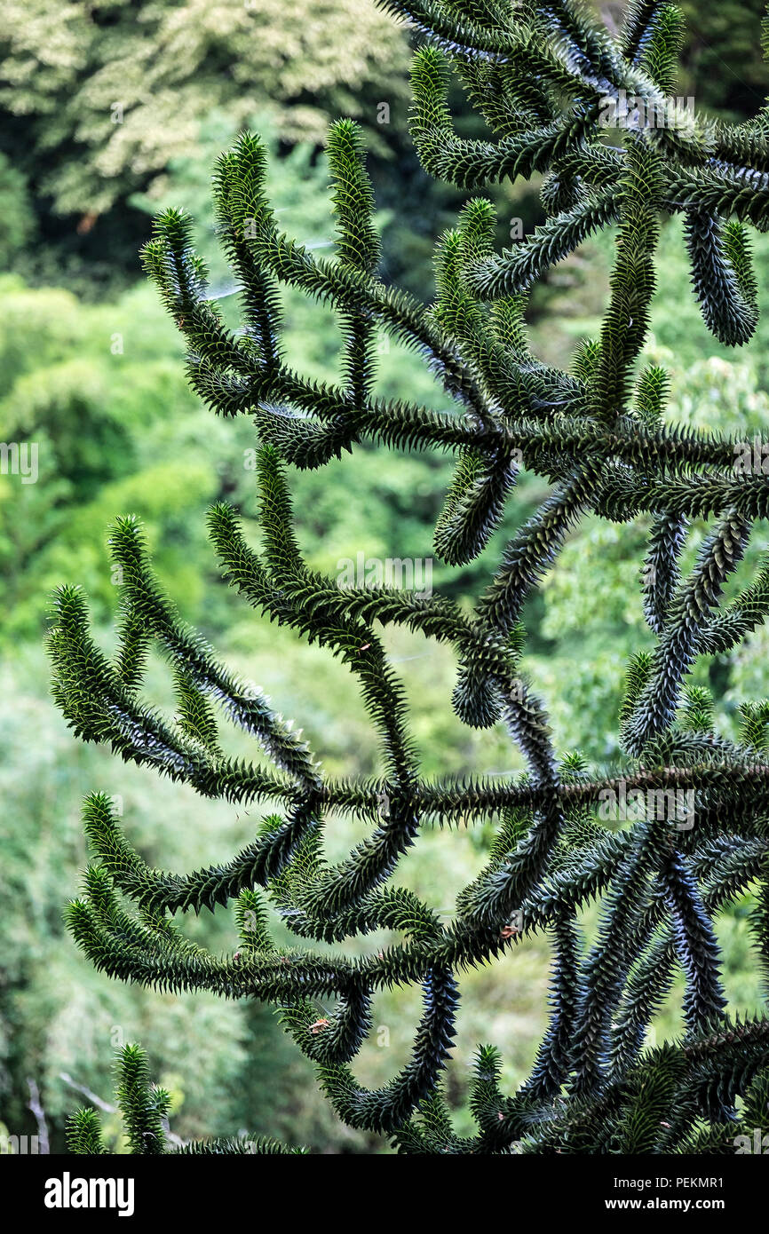 I rami di una scimmia Puzzle Tree Araucaria araucana Foto Stock