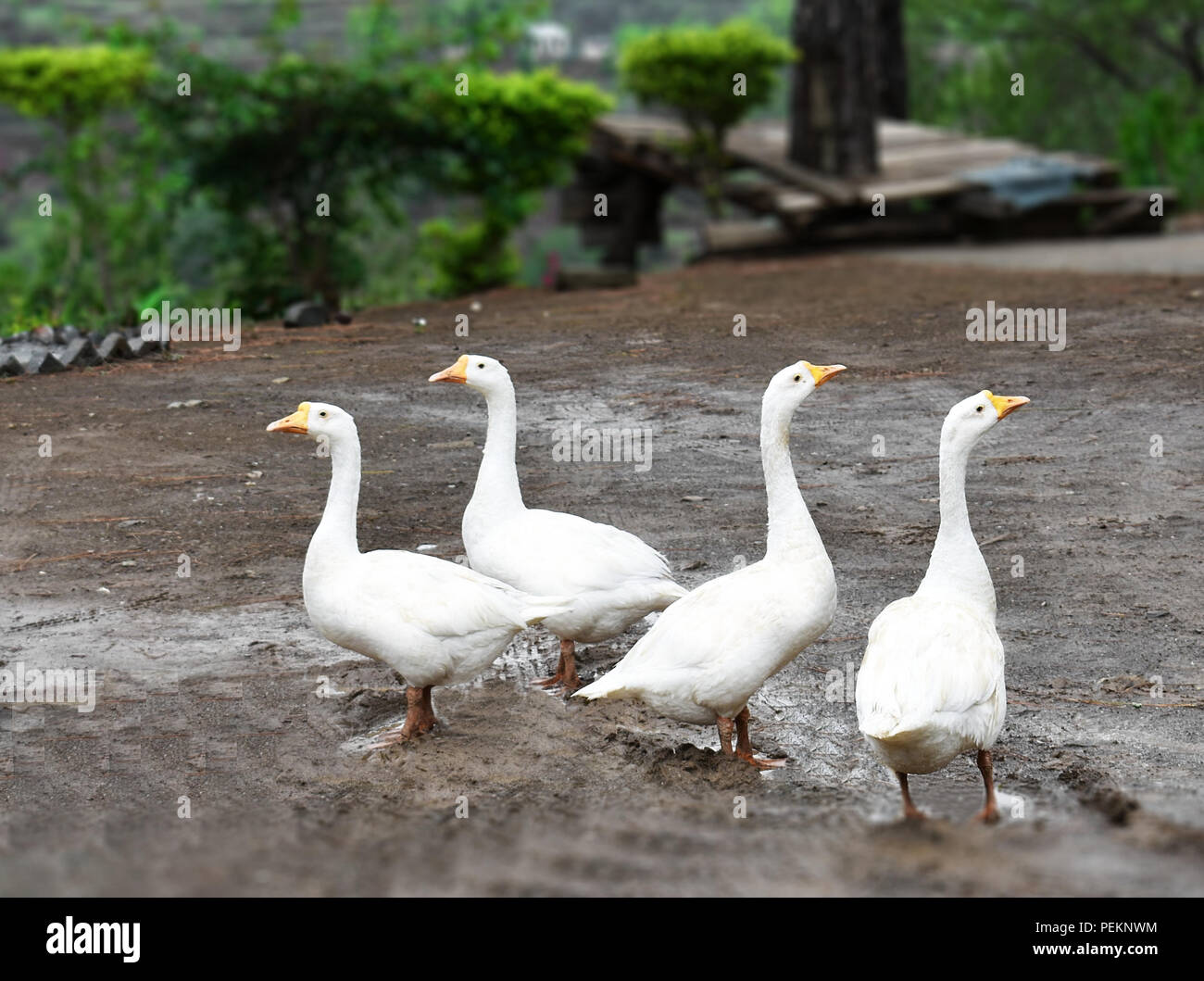 Campeggio in Nahan, Himachal Pradesh Foto Stock