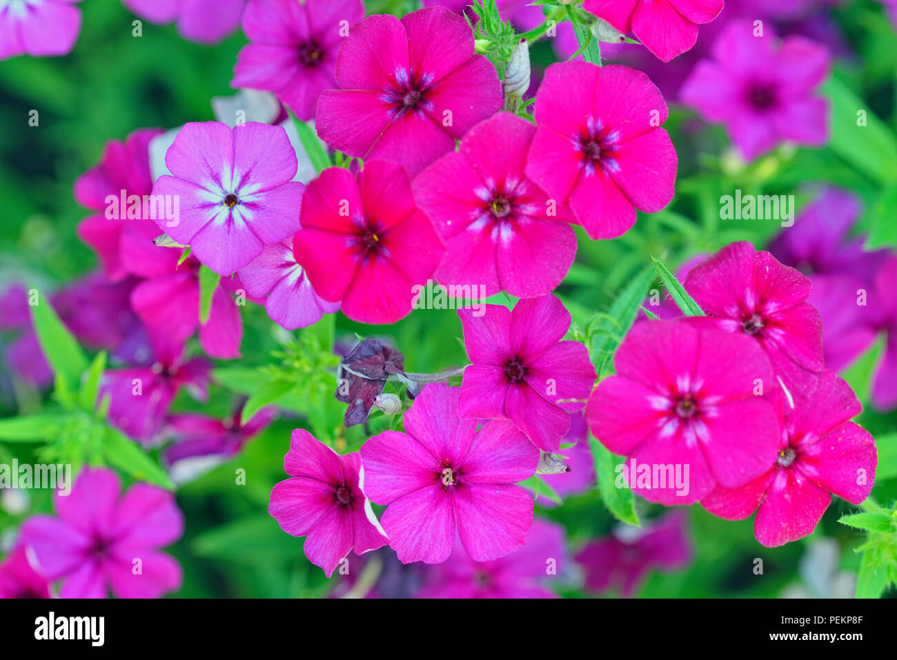 Il giardino esterno fiori, maggiore Sudbury, Ontario, Canada Foto Stock