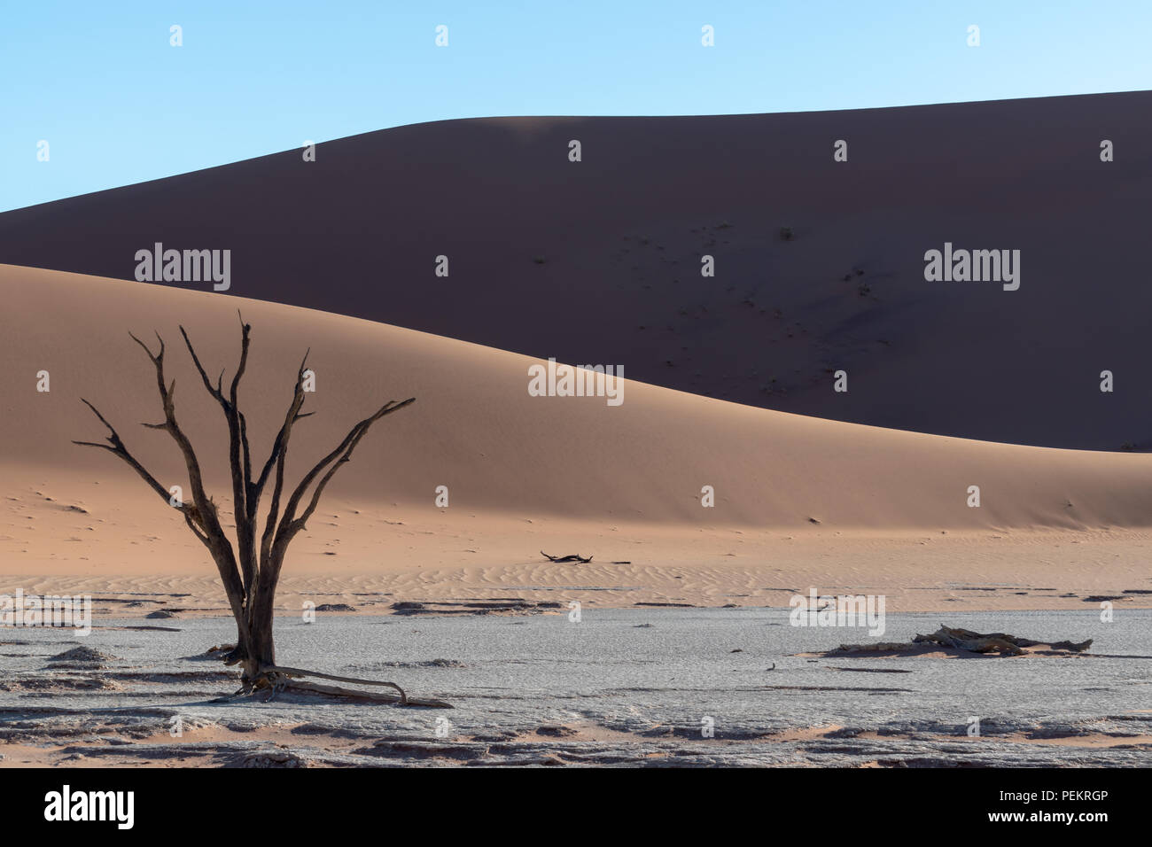 Le dune di sabbia in ombra con un lone albero morto in salina, Namibia Foto Stock