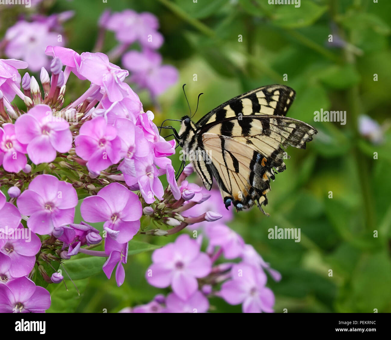 Un orientale tiger alimentazione a coda di rondine su una rosa phlox fiori in un giardino in speculatore, NY USA Foto Stock