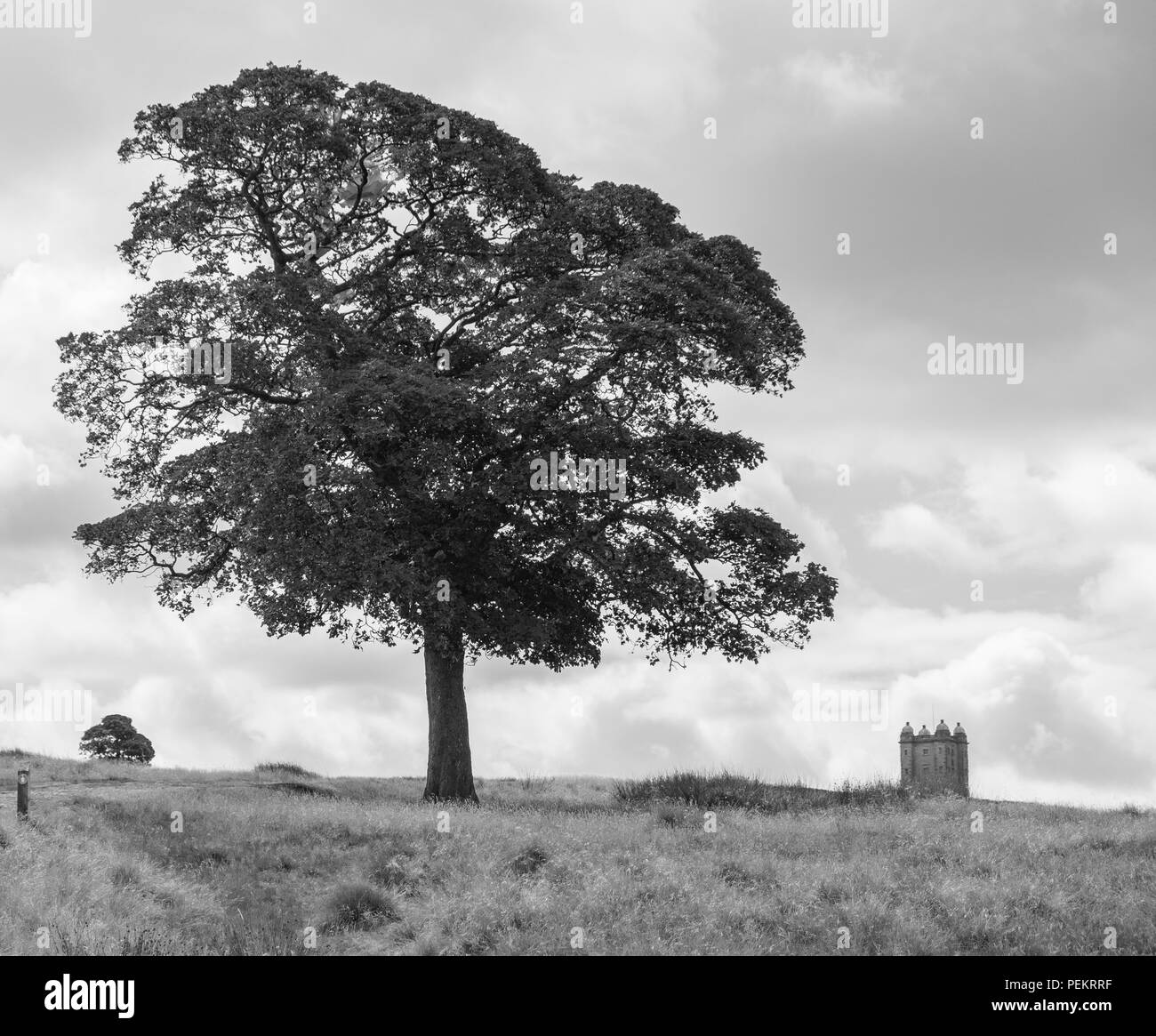 Albero e la torre della gabbia nella distanza di Lyme Park Station wagon in monocromatico. La station wagon è gestito dalla National Trust e si trova in il pisello Foto Stock