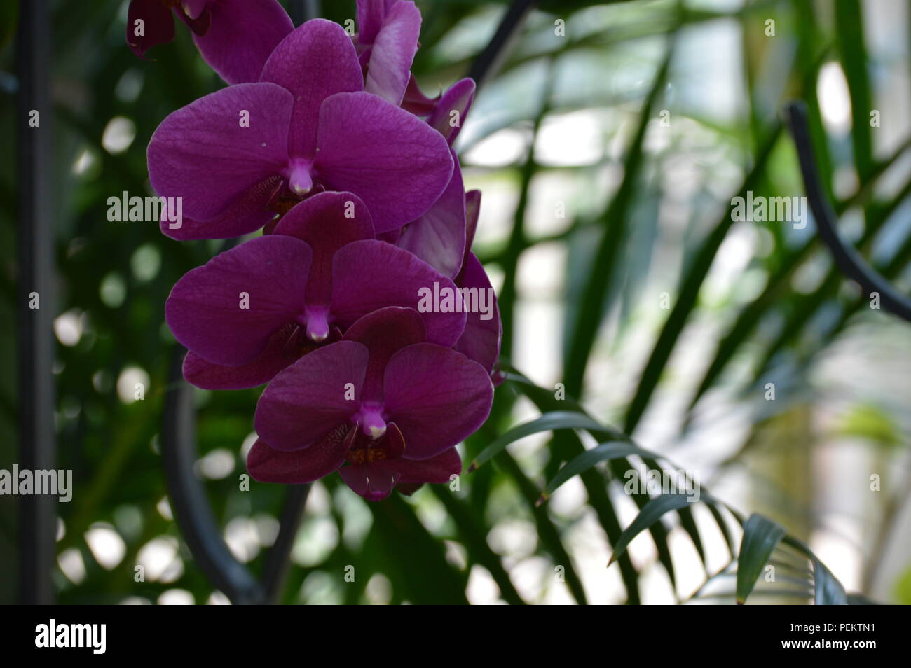 Orchidee nel giardino Foto Stock