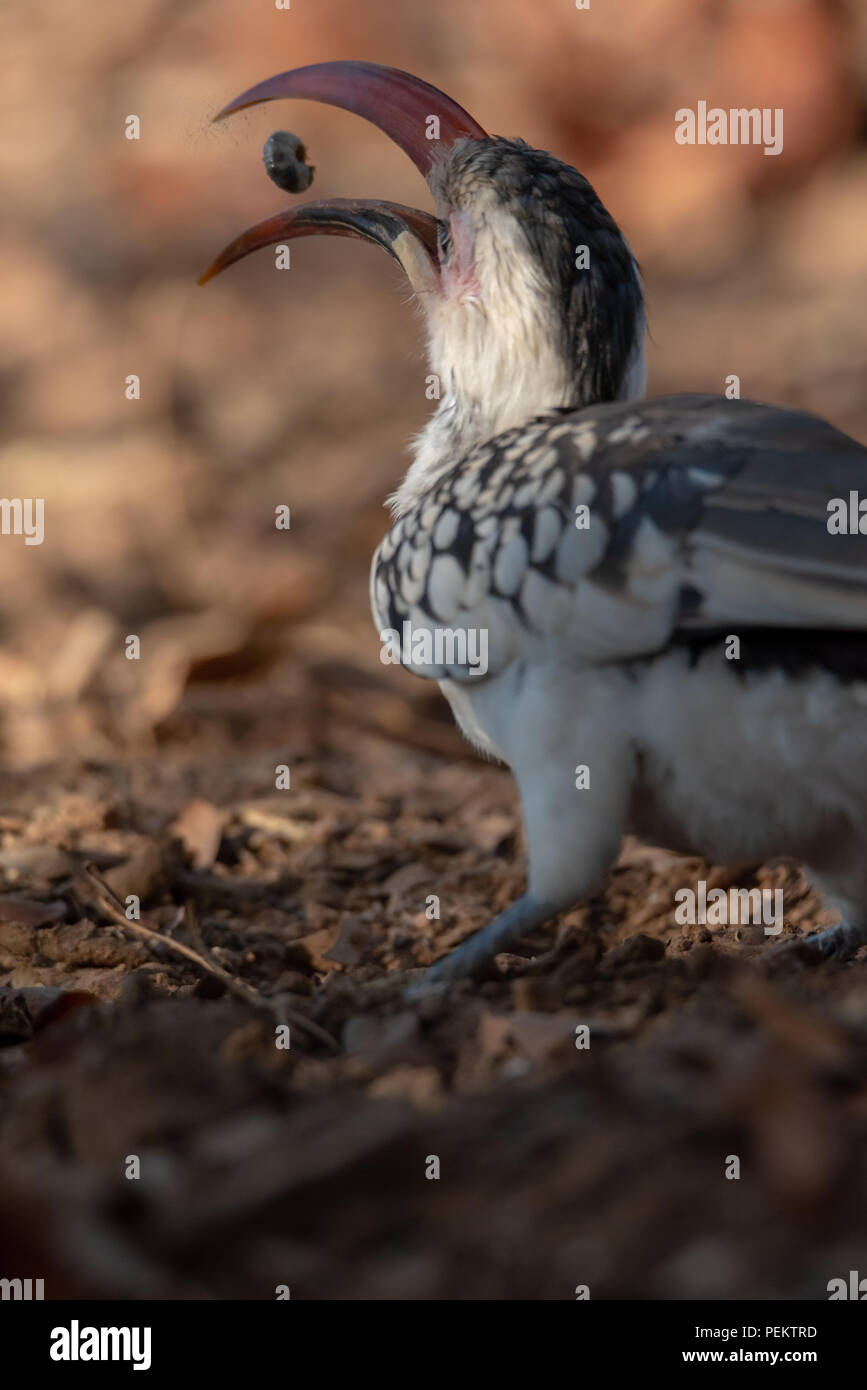 Damara rosso-fatturati Hornbill guardando lontano dalla alimentazione della telecamera sulla vite senza fine nel becco Foto Stock