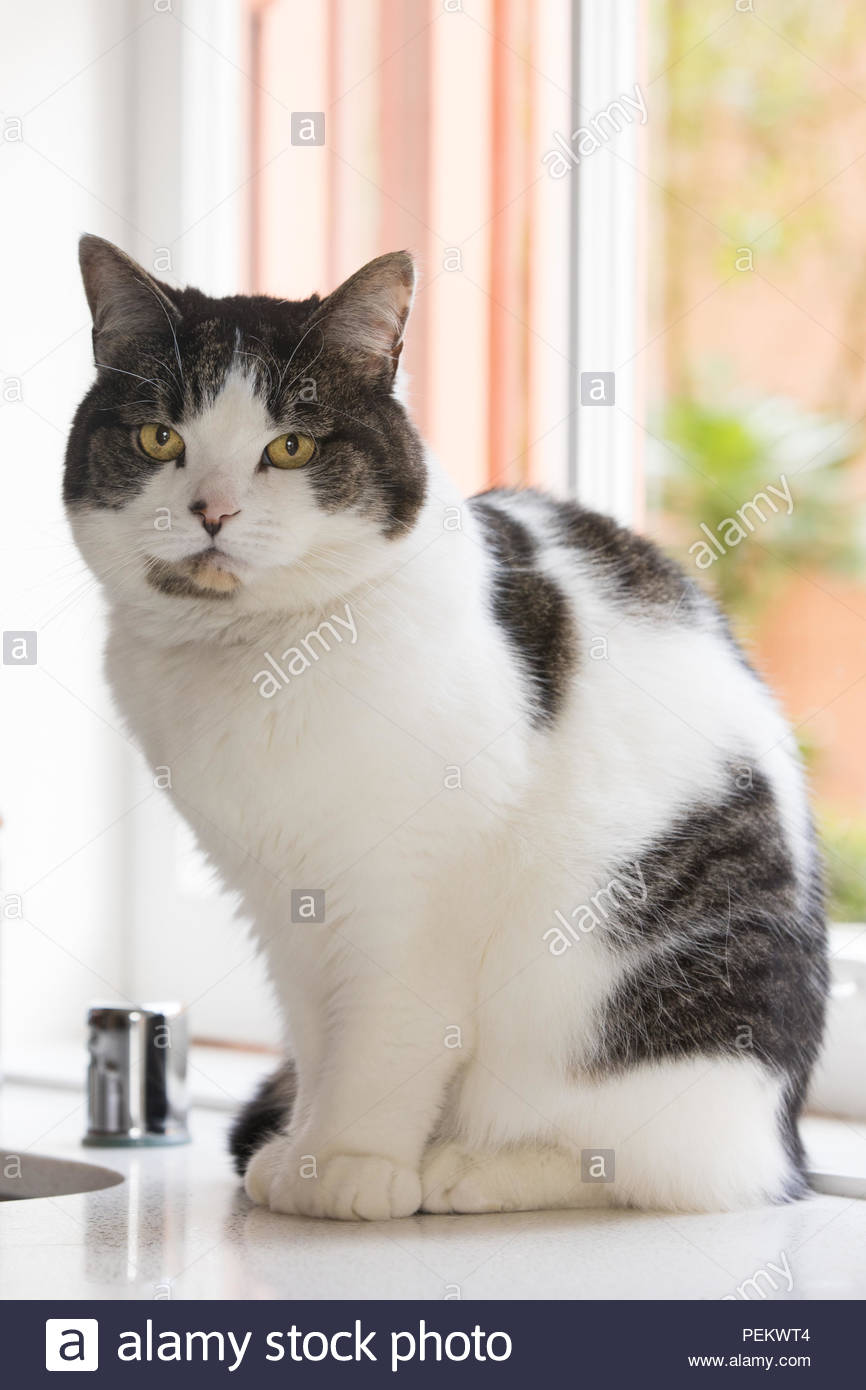 Gatti Grigi Con Occhi Gialli