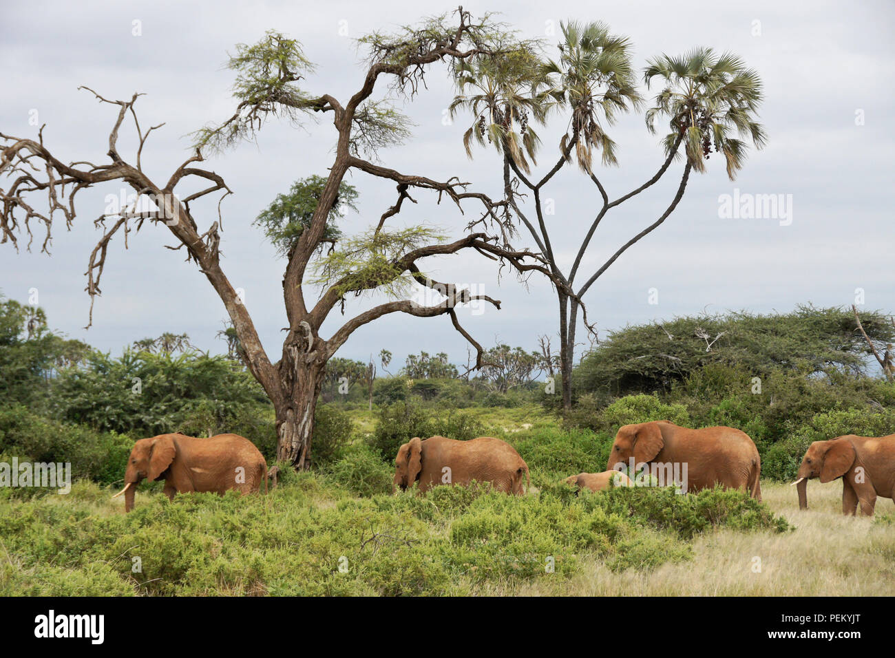 Alimentazione di elefanti nel bush contro uno sfondo di acacie e palme doum, Samburu Game Reserve, Kenya Foto Stock