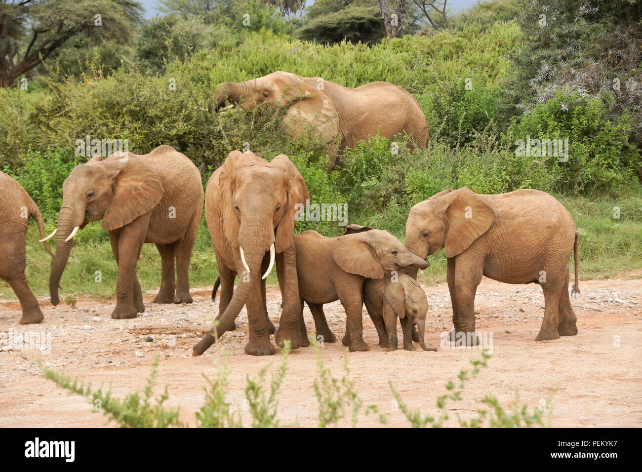 Riproduzione di elefanti e di alimentazione, Samburu Game Reserve, Kenya Foto Stock