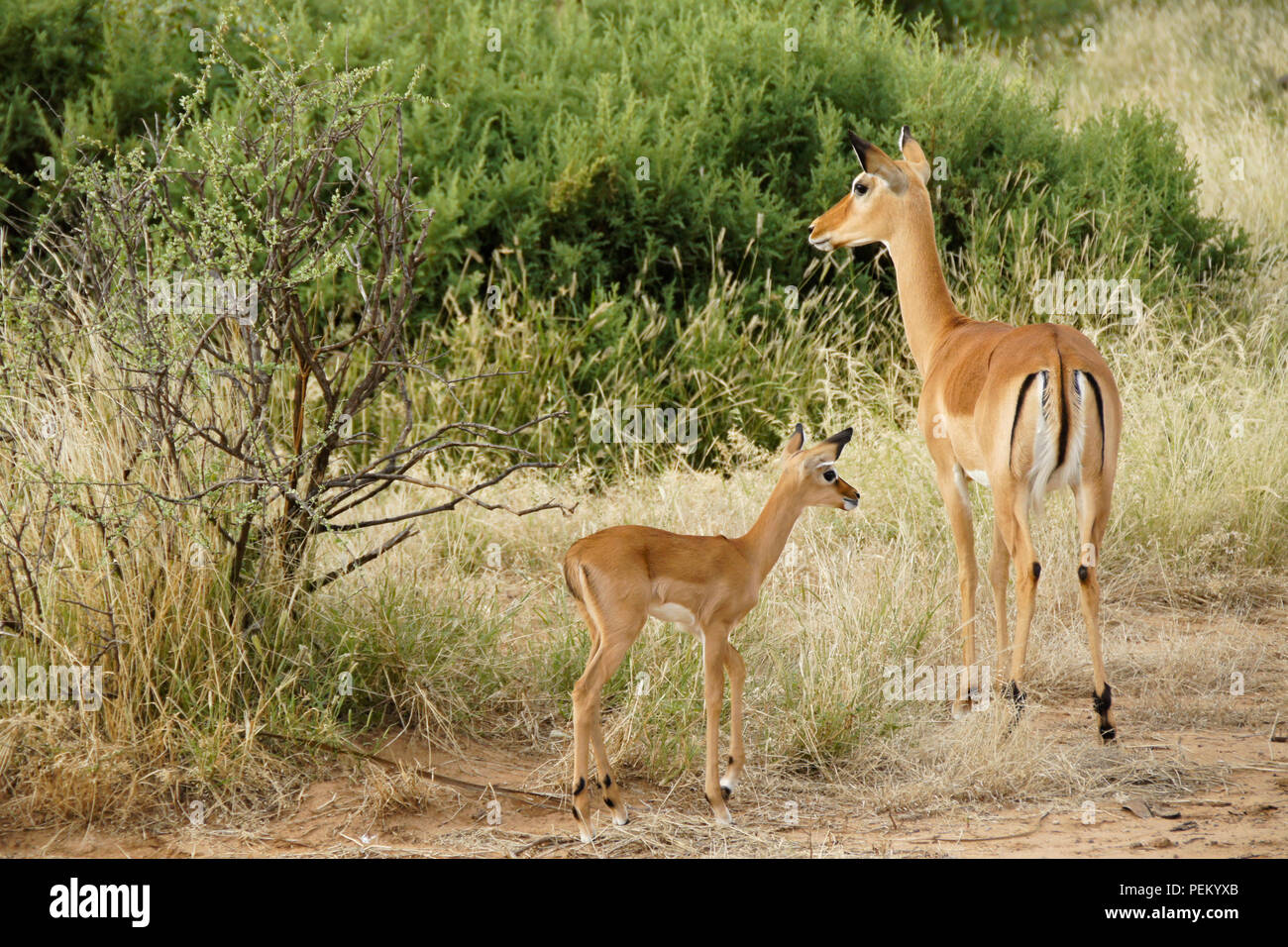 Avviso impala femmina con la sua prole, Samburu Game Reserve, Kenya Foto Stock