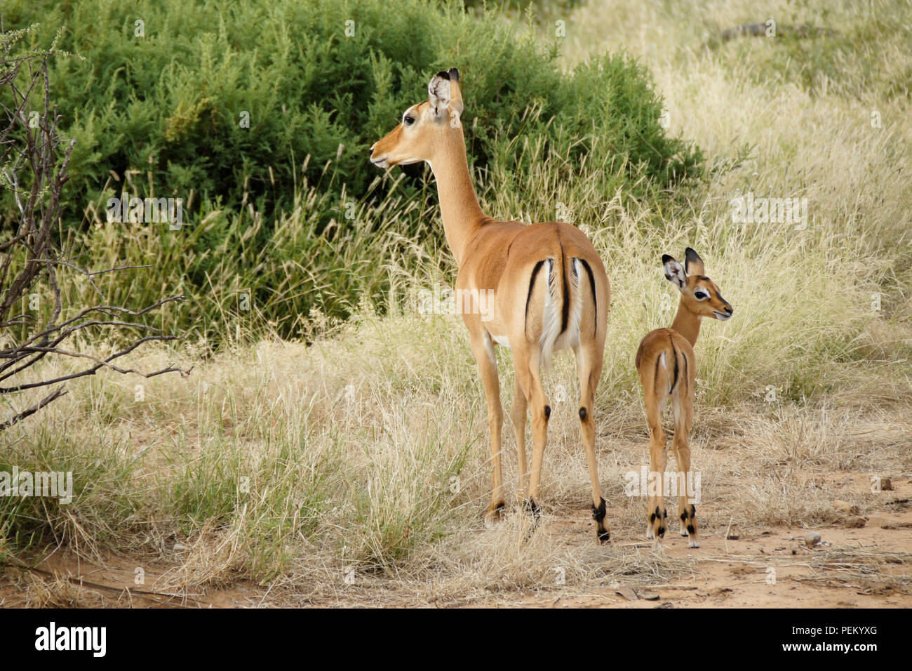 Impala femmina con la sua prole, Samburu Game Reserve, Kenya Foto Stock