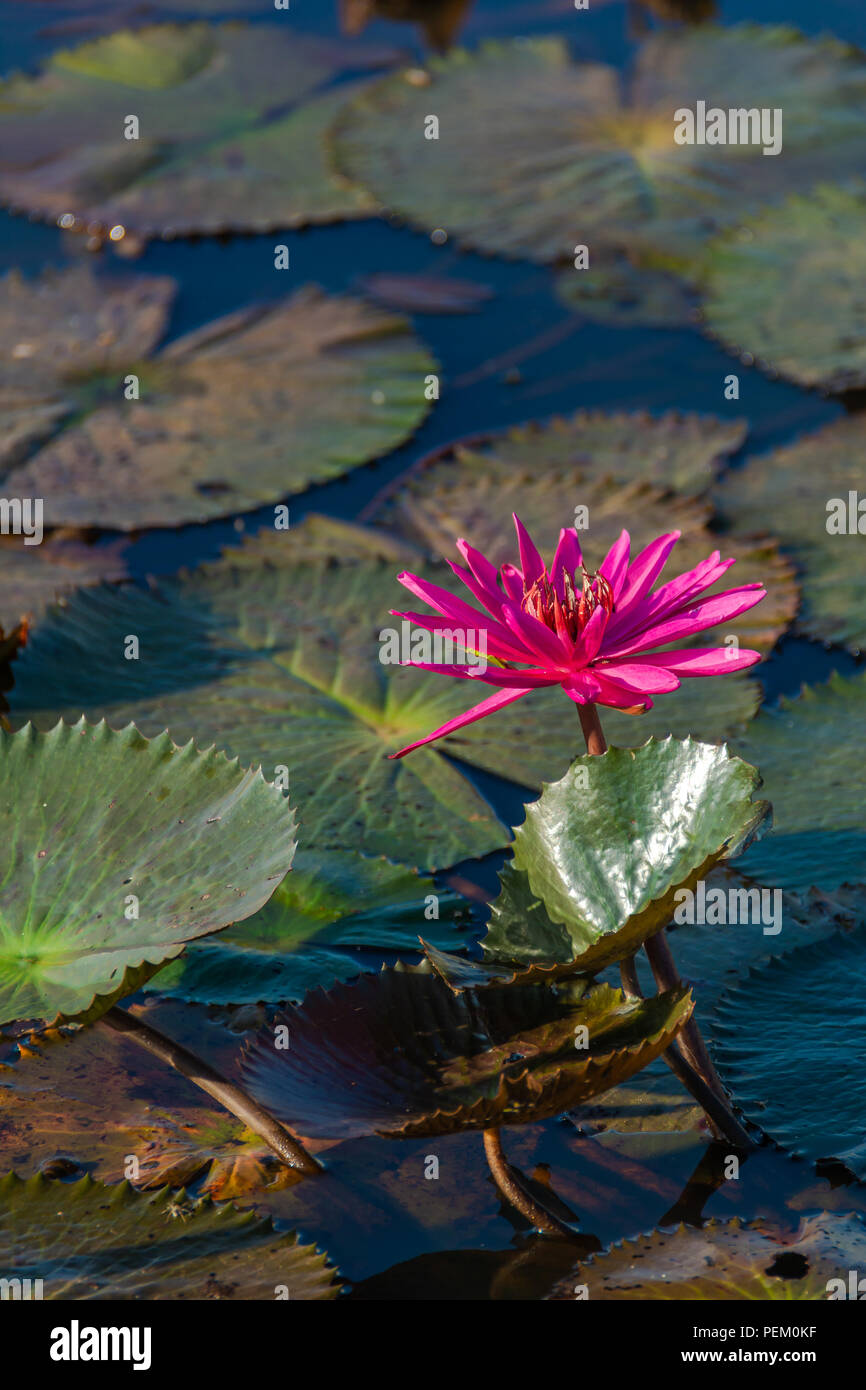Red Lotus Pond di Ubon Ratchathani, Thailandia presso sunrise Foto Stock