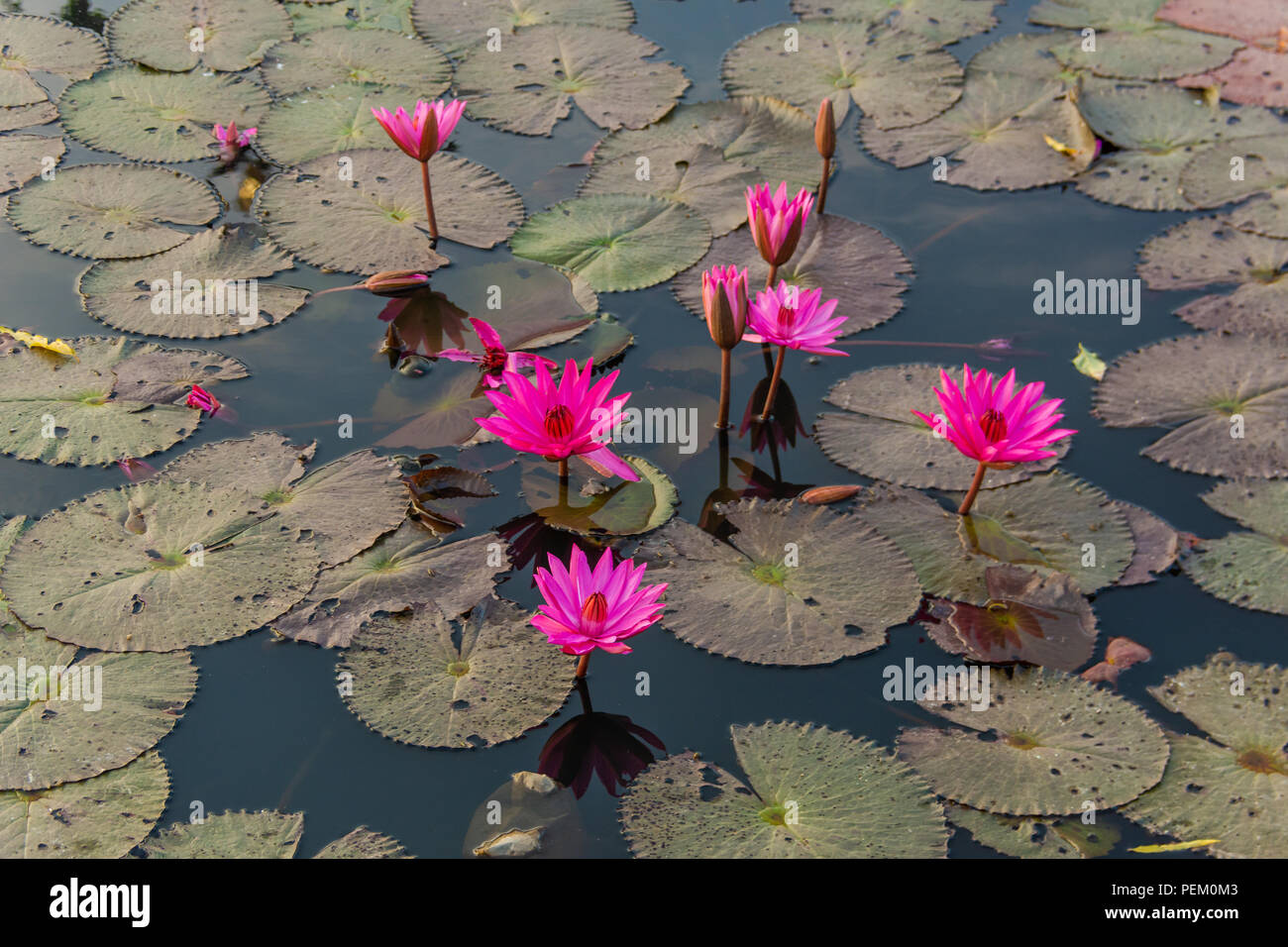 Red Lotus Pond di Ubon Ratchathani, Thailandia presso sunrise Foto Stock