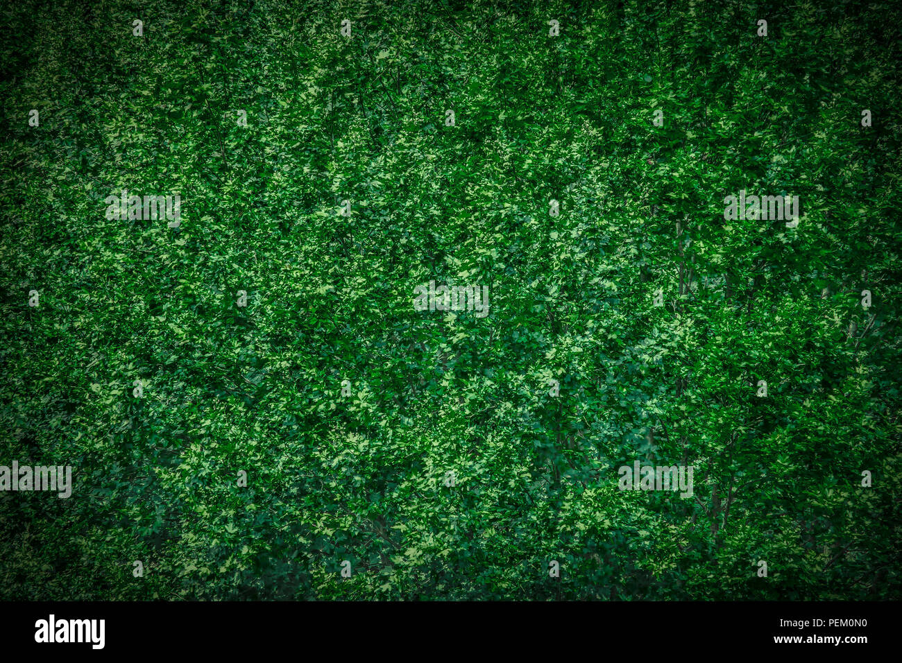 Outdoor vista ravvicinata del piano chioma illuminata durante un tramonto. Parte superiore dei rami di sicomoro, Platanaceae famiglia, durante l'estate. Modello di semplice e alternativa foglie verdi. Lo sfondo naturale. Foto Stock