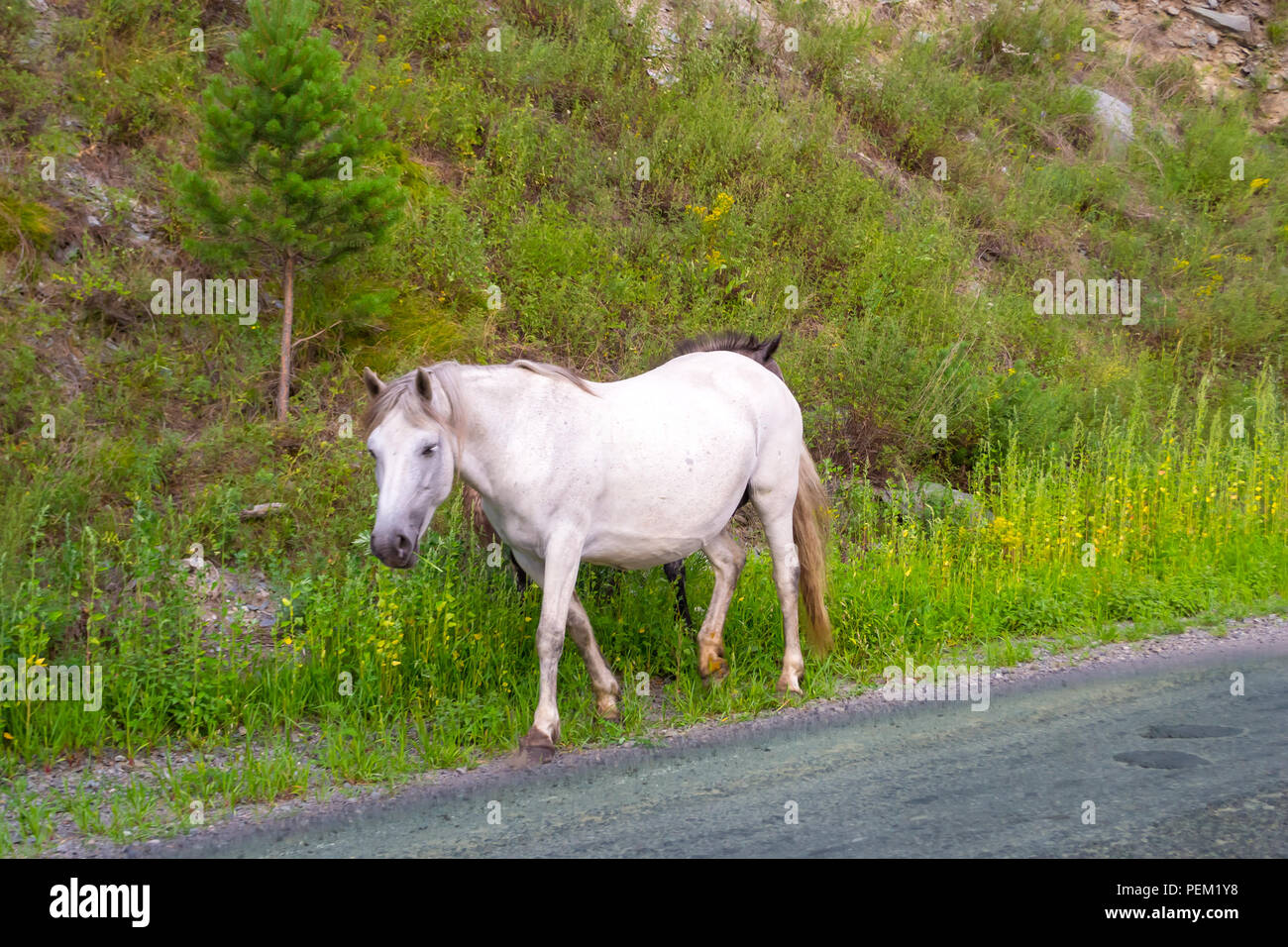 Un lone colorate di bianco cavallo senza sella e una briglia va lungo la strada tra le montagne di Altai sull'erba Foto Stock