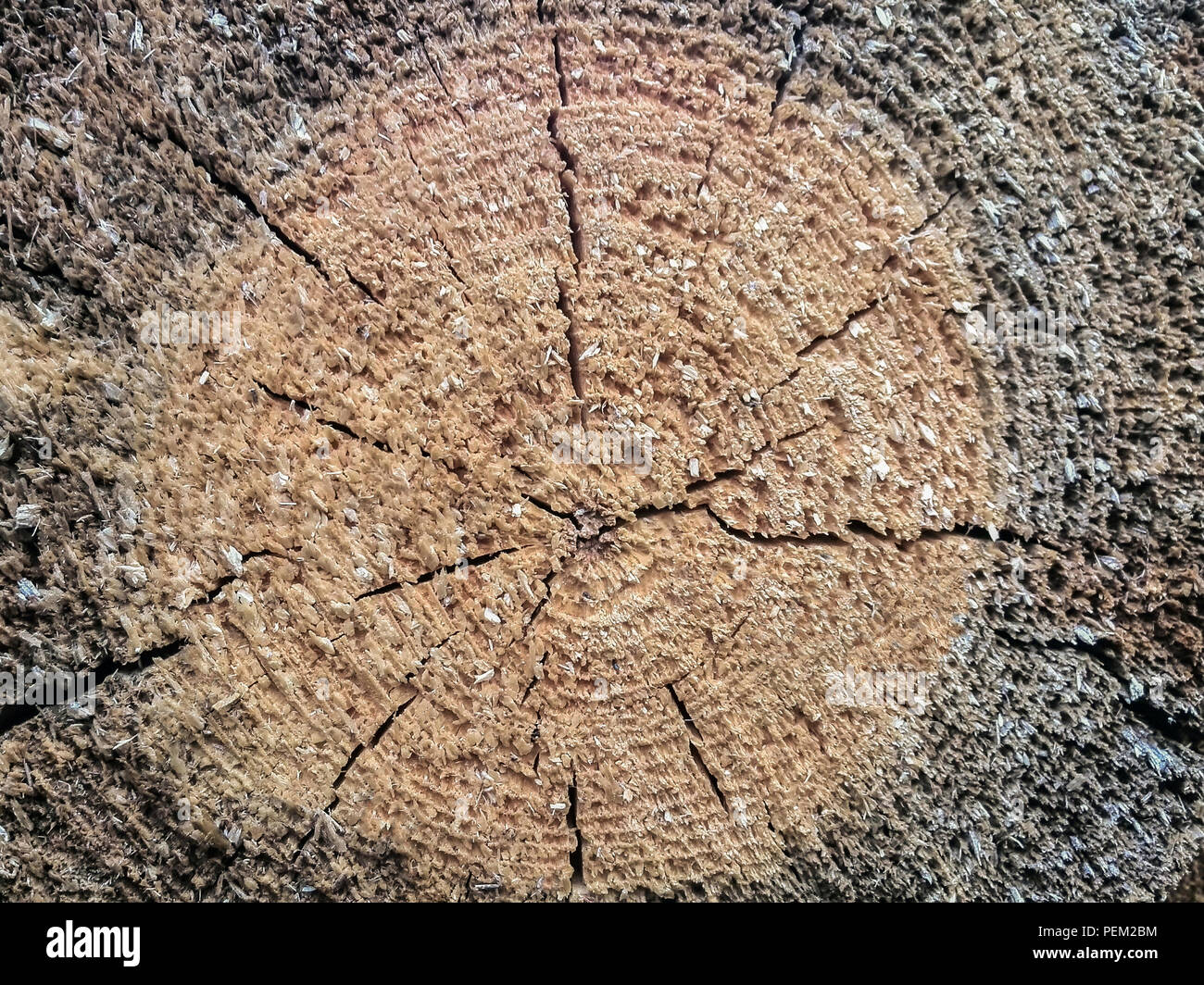 Primo piano vista macro di split di taglio trasversale della sezione di un tronco di legno. Organici naturali, texture pattern, sullo sfondo di incrinato, ruvida la superficie di legno con un Foto Stock