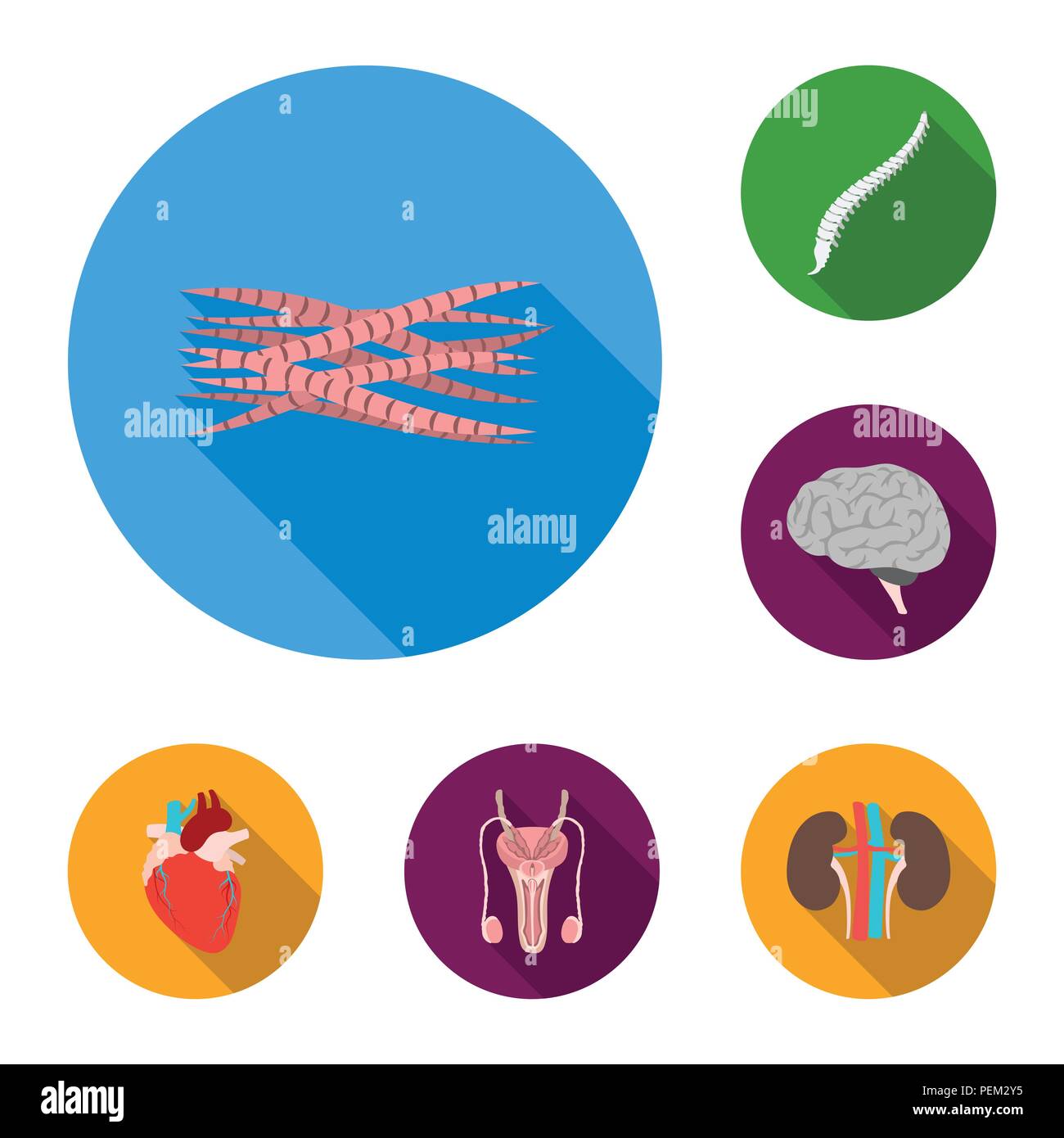 Gli organi interni di un essere umano icone piatta in set di raccolta per il design. Anatomia e medicina simbolo vettore illustrazione stock. Illustrazione Vettoriale