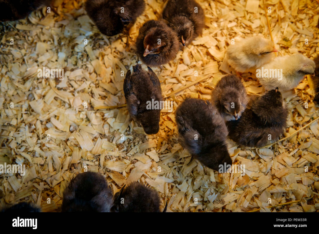 Neonato di anatra e pollo pulcini in coop Foto Stock