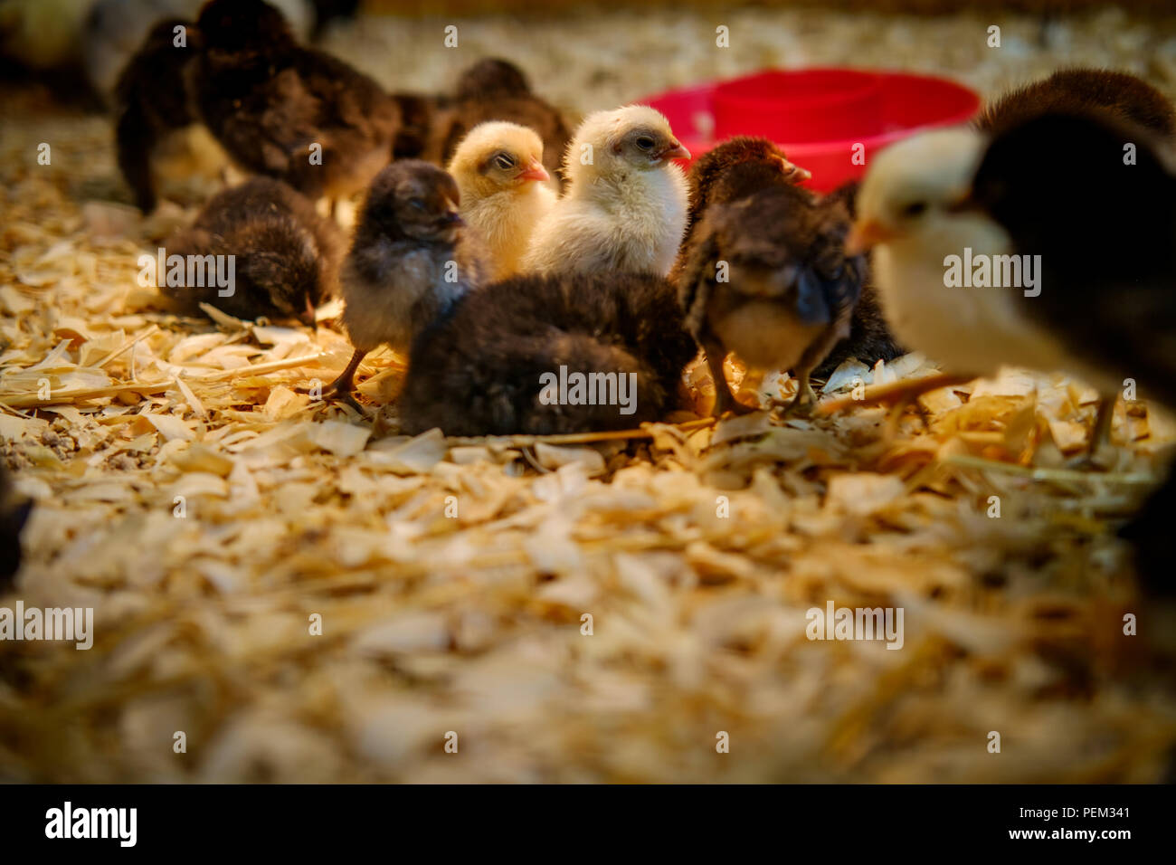 Neonato di anatra e pollo pulcini in coop Foto Stock