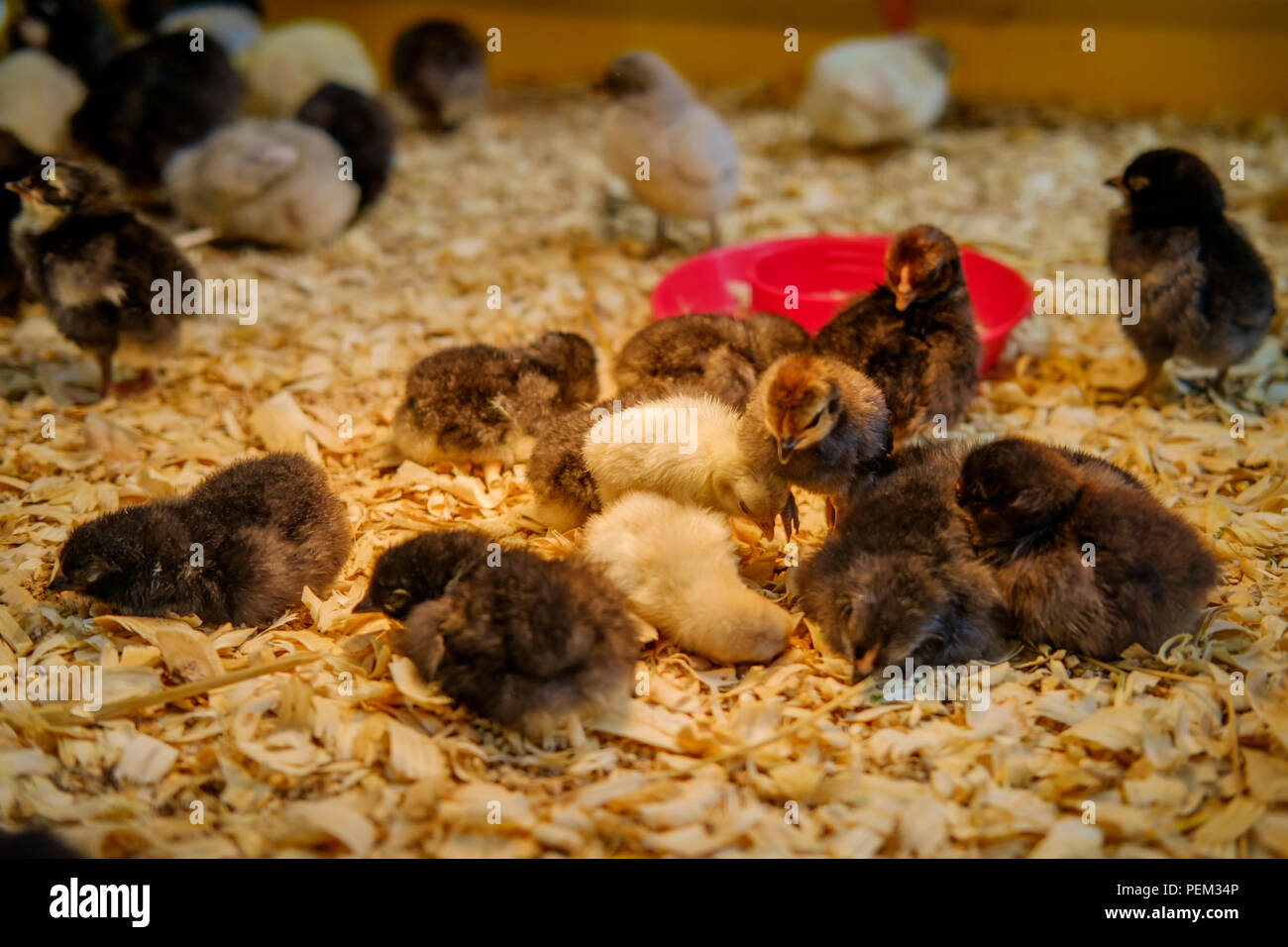 Neonato di anatra e pollo pulcini in coop Foto Stock