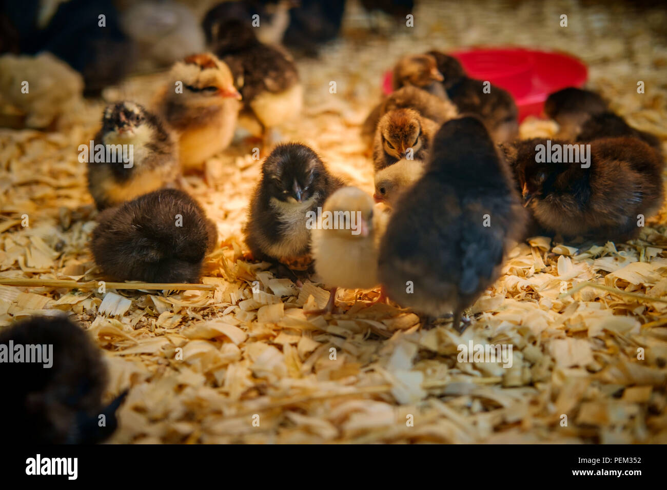 Neonato di anatra e pollo pulcini in coop Foto Stock