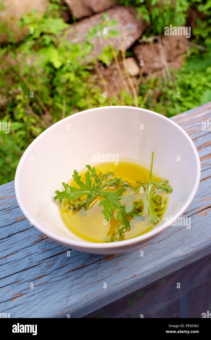 Un impianto di citronella foglia poggiante in olio per preparare in casa repellenti per zanzare Foto Stock Un impianto di citronella foglia poggiante in olio per preparare in casa repellenti per zanzare Foto Stock
