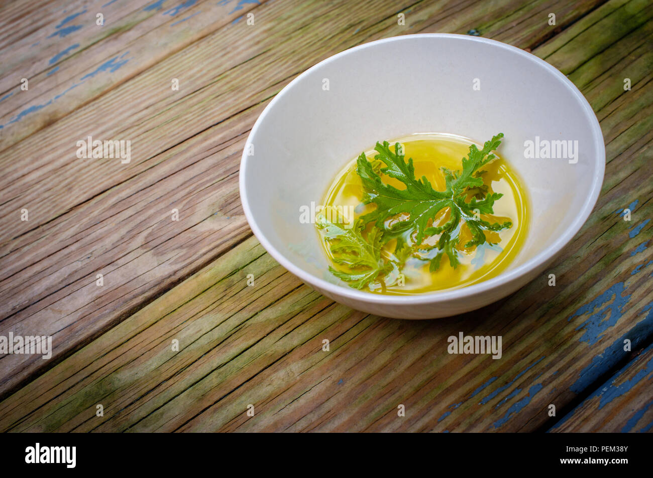 Un impianto di citronella foglia poggiante in olio per preparare in casa repellenti per zanzare Foto Stock Un impianto di citronella foglia poggiante in olio per preparare in casa repellenti per zanzare Foto Stock