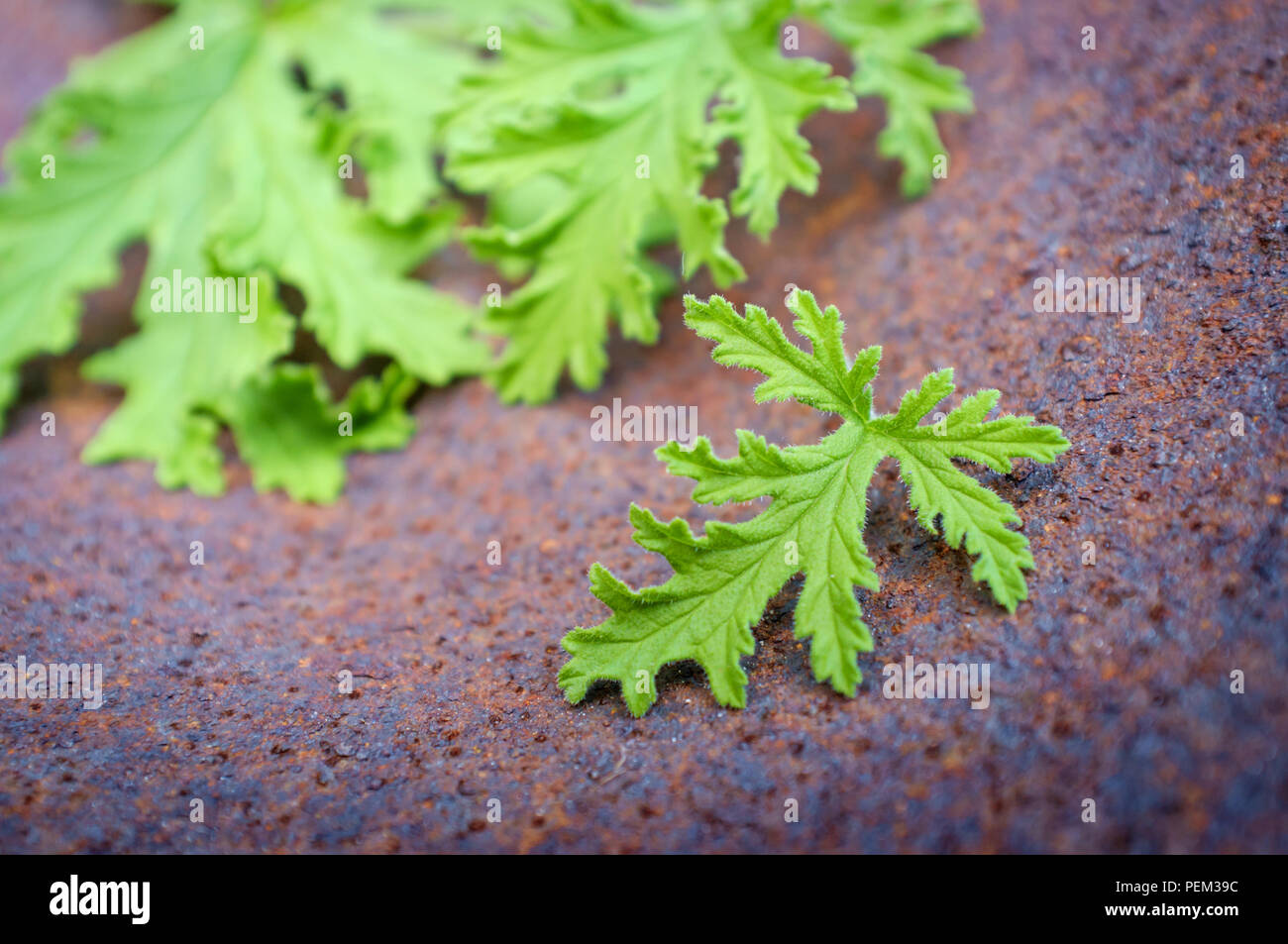Un impianto di citronella foglie per preparare in casa repellenti per zanzare Foto Stock Un impianto di citronella foglie per preparare in casa repellenti per zanzare Foto Stock