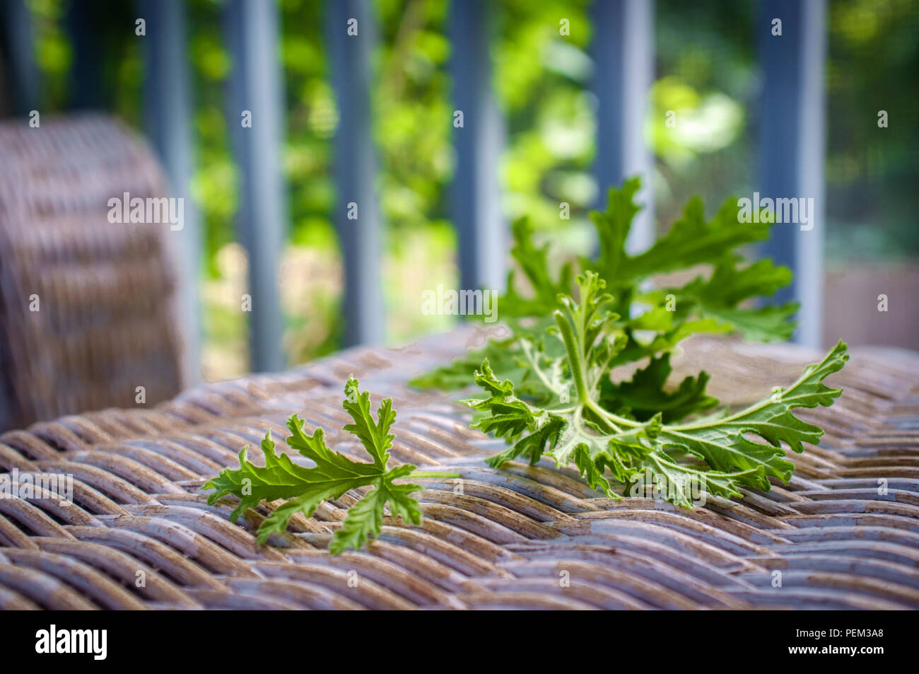 Un impianto di citronella foglie per preparare in casa repellenti per zanzare Foto Stock