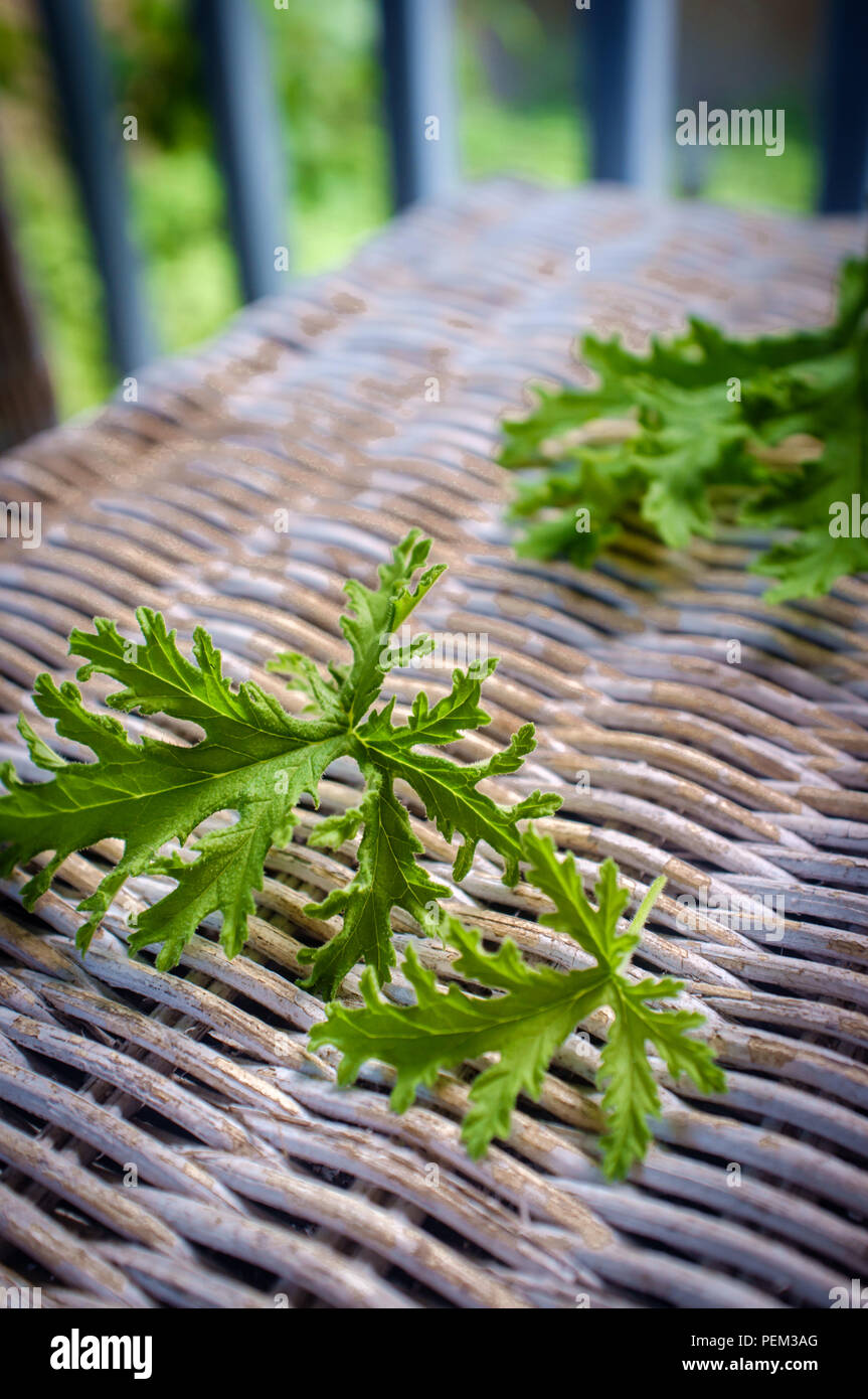 Un impianto di citronella foglie per preparare in casa repellenti per zanzare Foto Stock Un impianto di citronella foglie per preparare in casa repellenti per zanzare Foto Stock