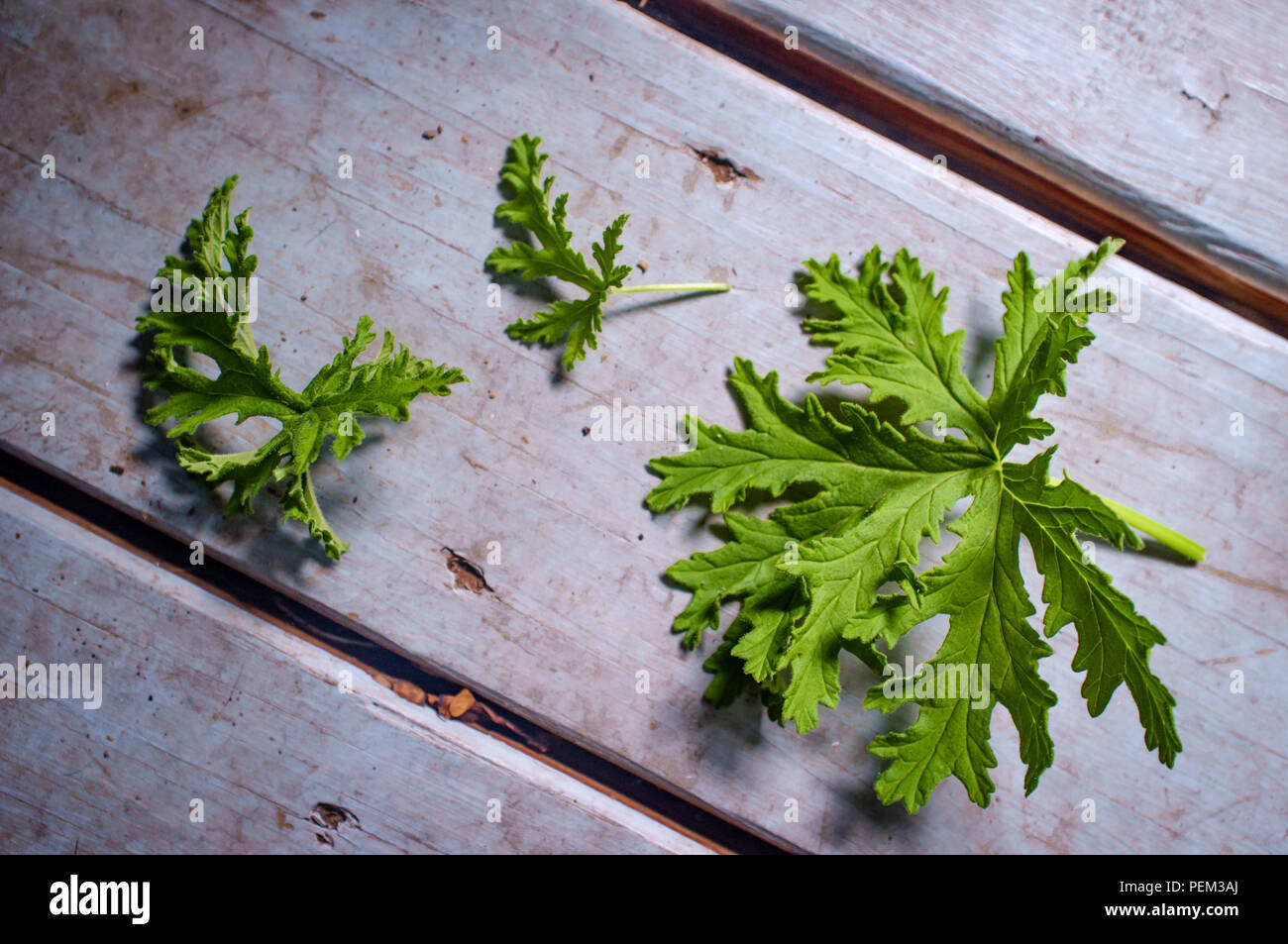 Un impianto di citronella foglie per preparare in casa repellenti per zanzare Foto Stock Un impianto di citronella foglie per preparare in casa repellenti per zanzare Foto Stock