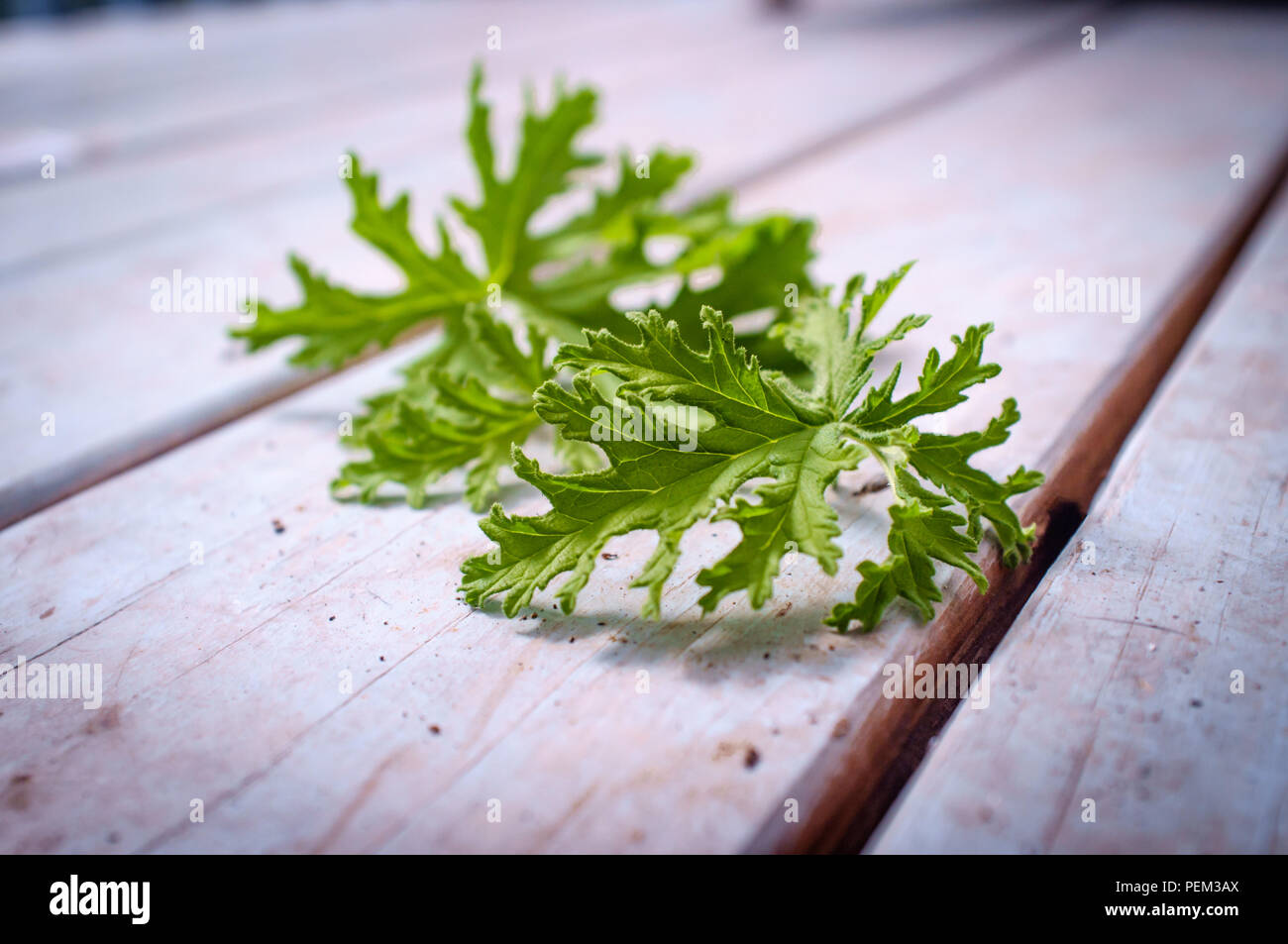 Un impianto di citronella foglie per preparare in casa repellenti per zanzare Foto Stock Un impianto di citronella foglie per preparare in casa repellenti per zanzare Foto Stock