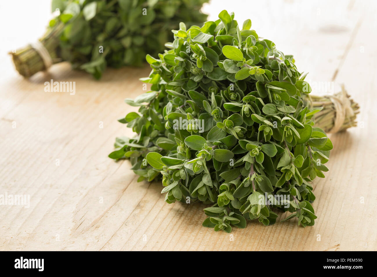 Bouquet di freschi raccolti organici verde maggiorana Foto Stock