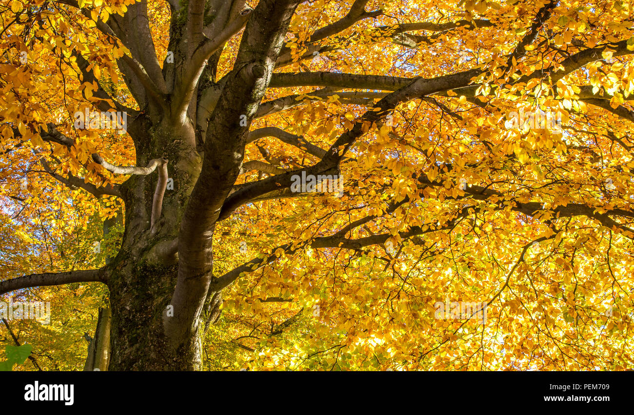 Autumn Tree in controluce Foto Stock