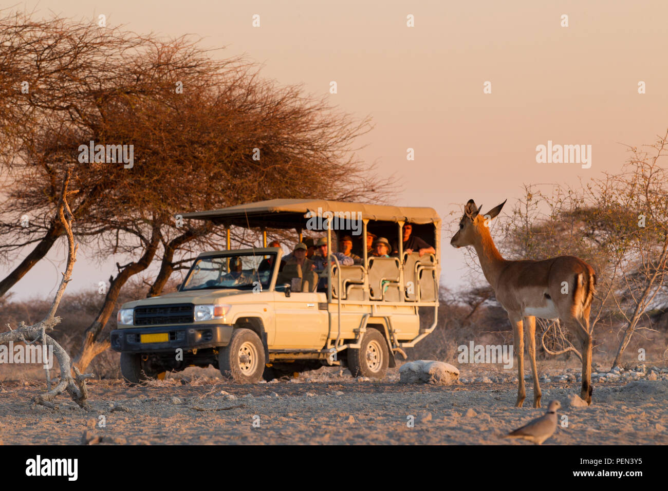 Game Drive veicolo guardando impala, Aepyceros melampus, Onguma Game Reserve, Regione di Oshikoto, Namibia. Foto Stock