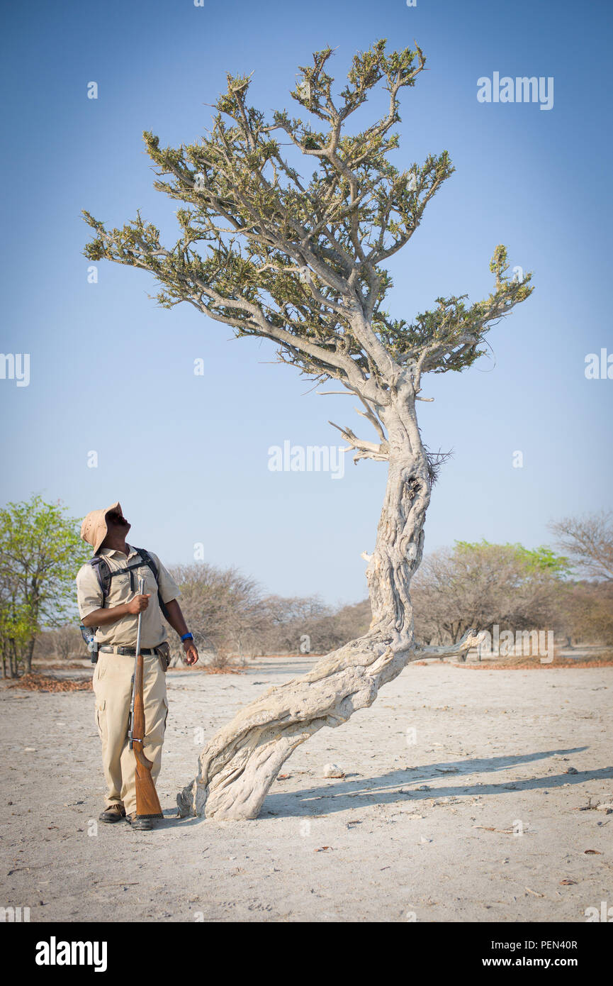 Un ranger guide una bussola a piedi e identifica un fetore Shepherd's tree, Boscia foetida, in Ongava Game Reserve, Regione di Kunene, Namibia. Foto Stock