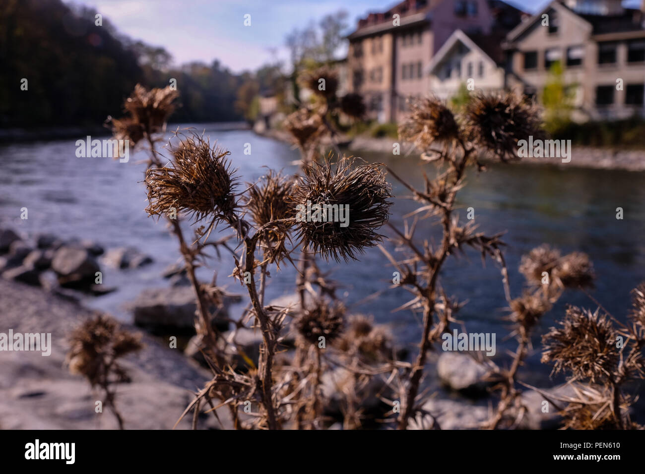 Vista del paesaggio della capitale svizzera città di Berna, con il fiume Aare in medio Foto Stock