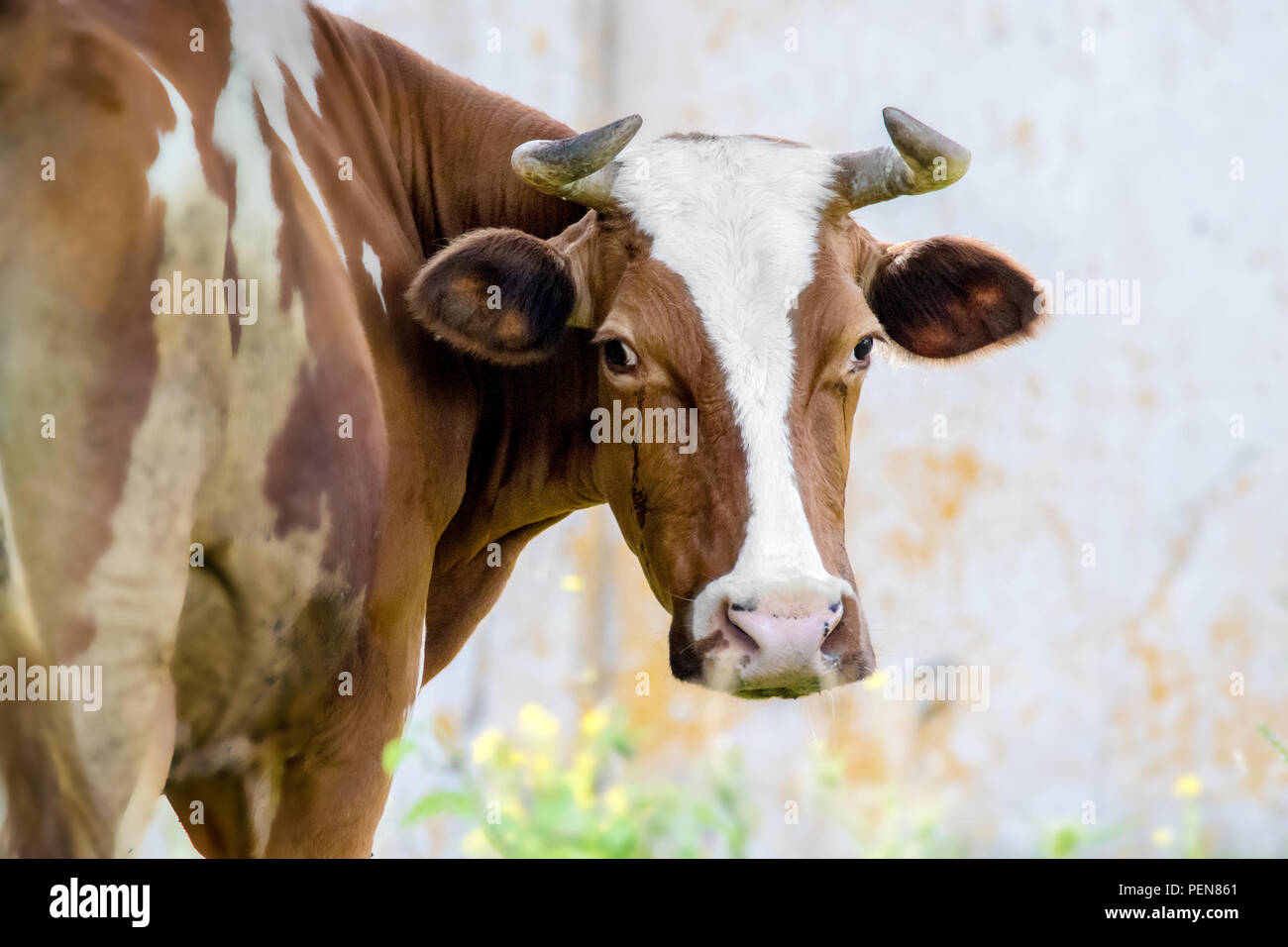 Immagine di un animale cornuto marrone mucca guardò intorno Foto Stock