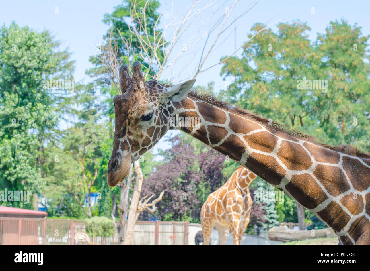 La Giraffa lascia nel zoo di Wroclaw. Due zebre sullo sfondo. Vie laterali Foto Stock