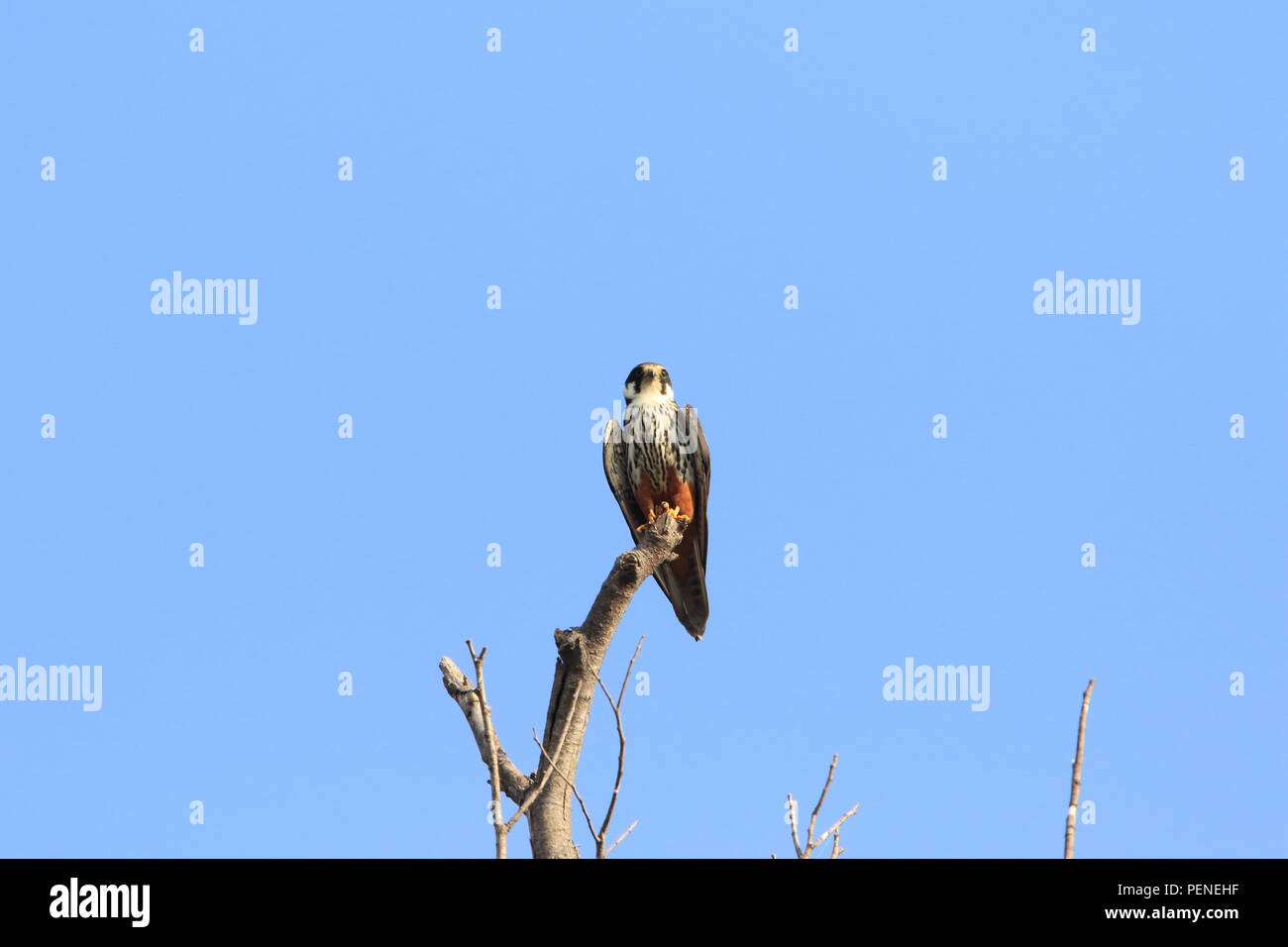 Eurasian Hobby (Falco Subbuteo®) in Giappone Foto Stock