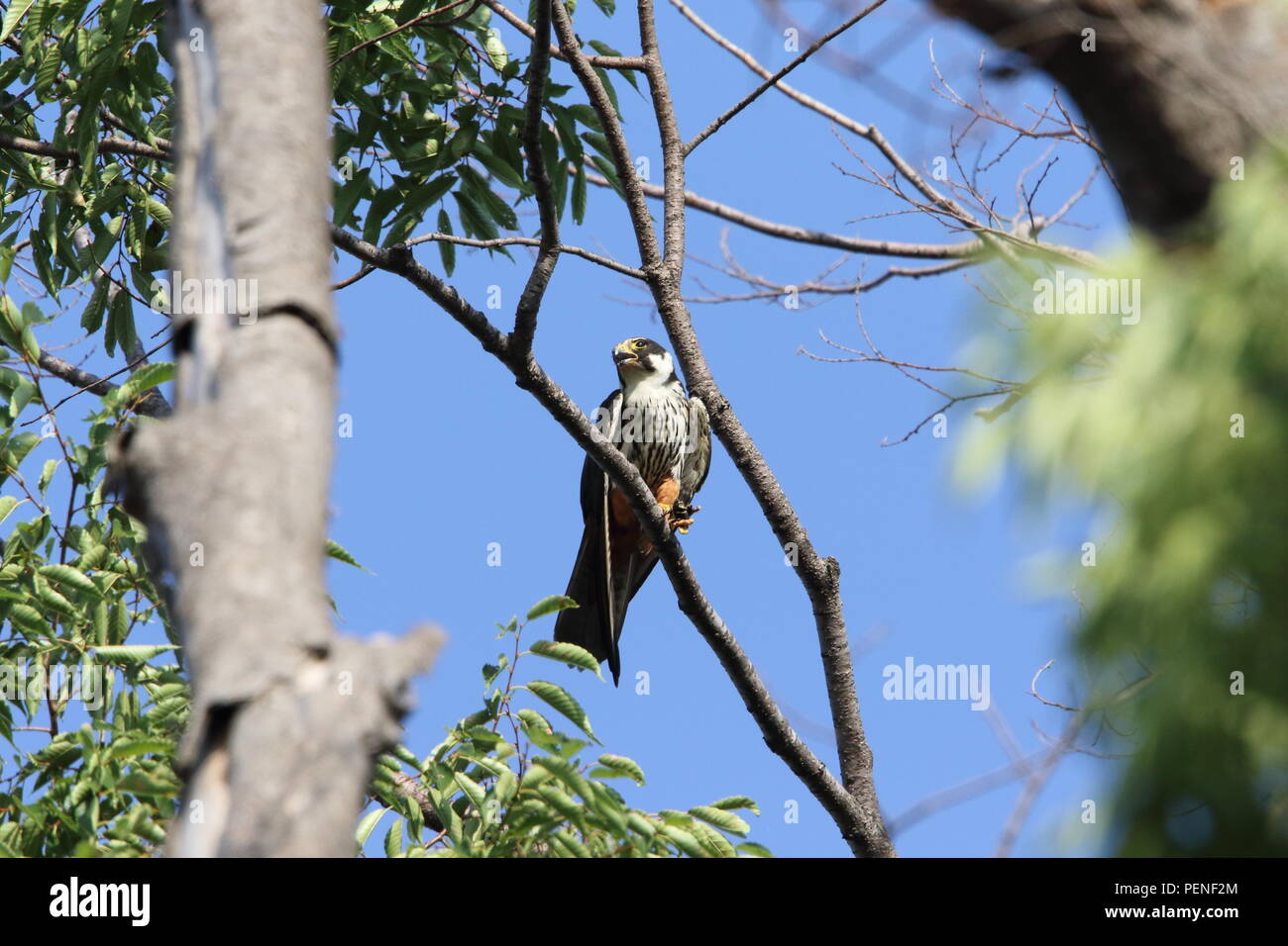 Eurasian Hobby (Falco Subbuteo®) in Giappone Foto Stock