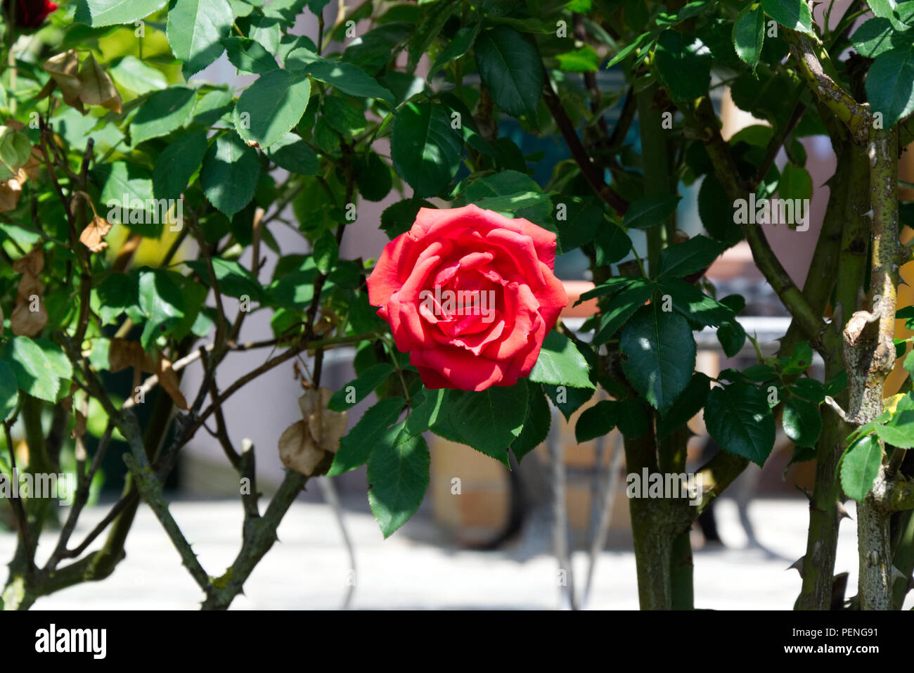 Red Rose blooming sulla bussola - fiori da giardino in estate Foto Stock
