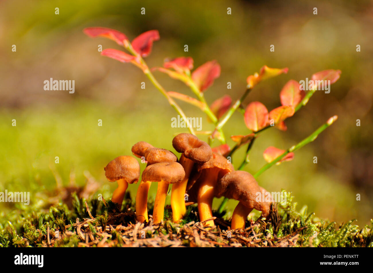 Golden Chanterelle (funghi Craterellus tubaeformis lutescens) Foto Stock