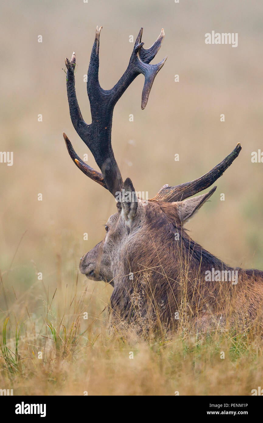 Cervo maschio con corna di broker, Danimarca, (Cervus elaphus) Foto Stock