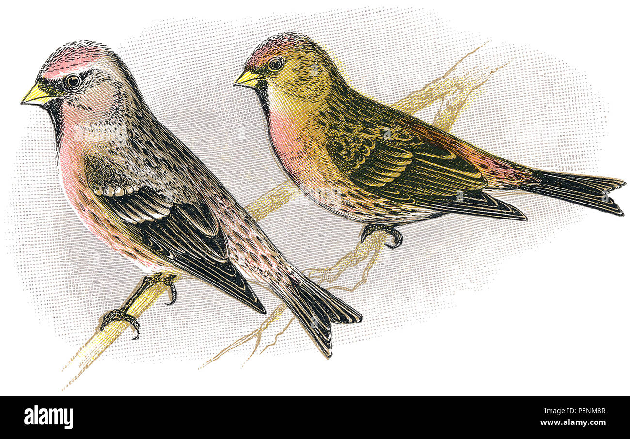 1898 colore incisione di un farinoso redpoll (Cannabina linaria) e Lesser redpoll (Cannabina rufescens). Foto Stock