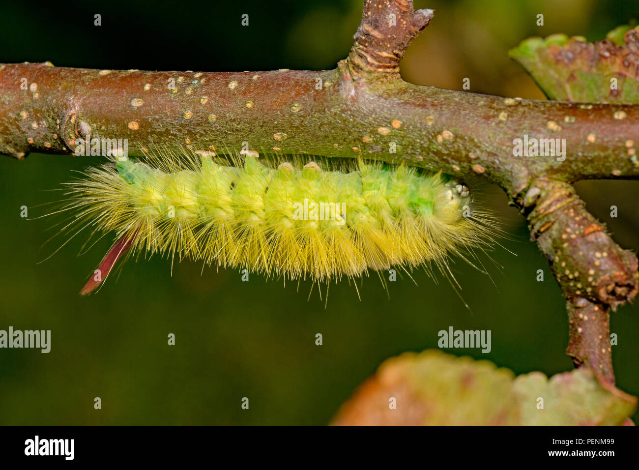 Pale tussock moth, Caterpillar, (Calliteara pudibunda) Foto Stock