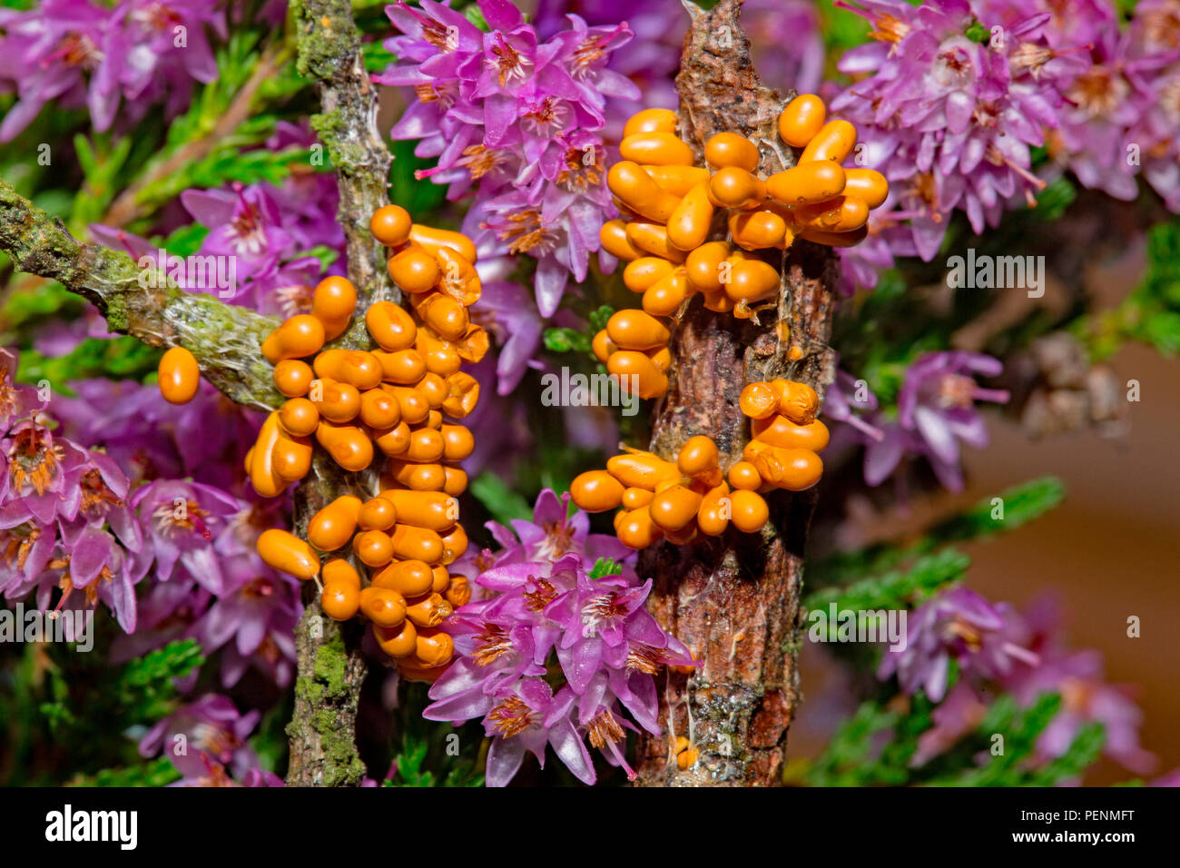 Insetto-uovo limo, (Leocarpus fragilis) Foto Stock