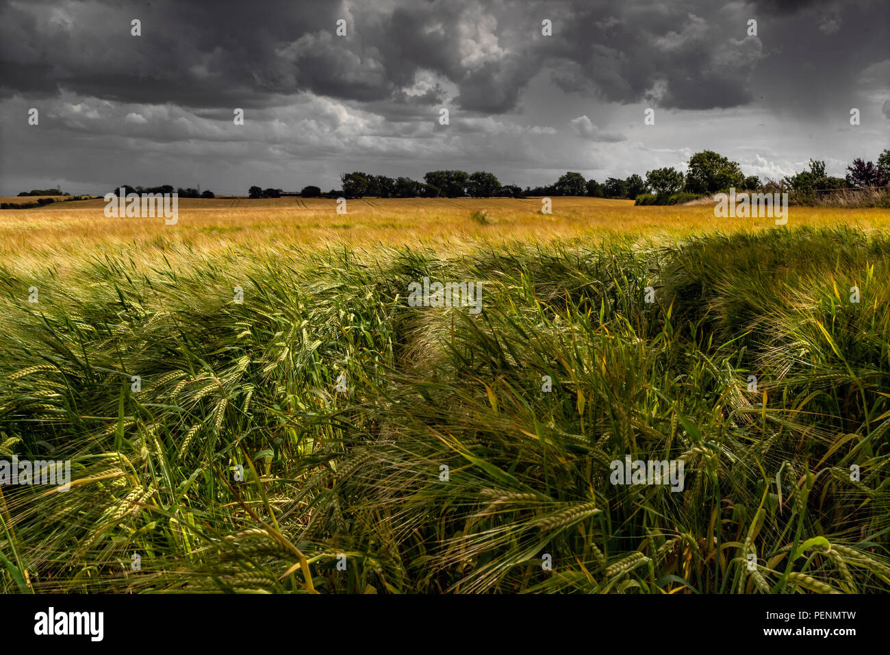 Nuvole temporalesche su cornfields vicino Stalmine in Lancashire Foto Stock