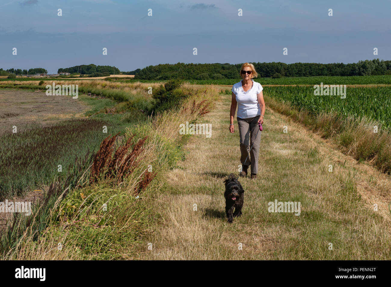 Passeggiate con il cane dal fiume Wyre in Lancashireestuarine Foto Stock